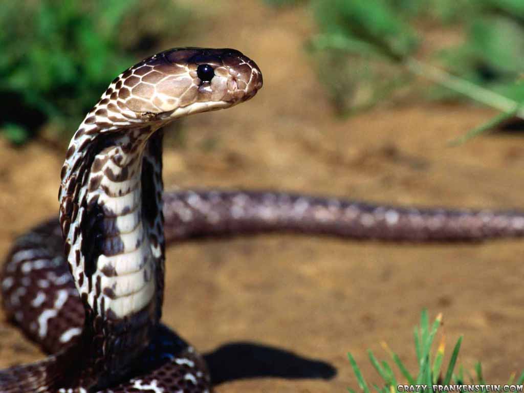 snake wallpaper,reptile,vertebrate,snake,king cobra,terrestrial animal