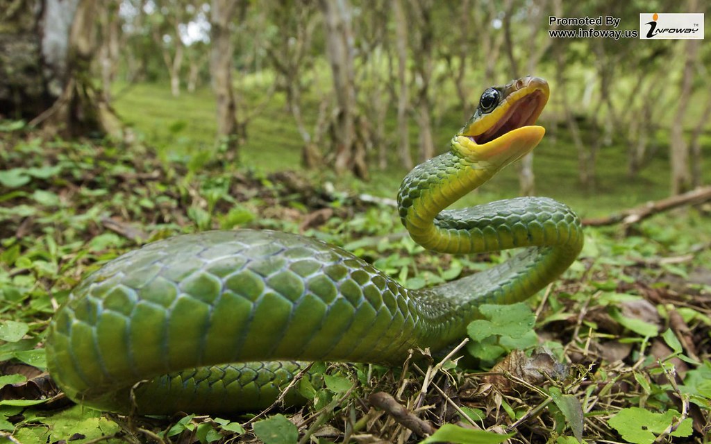 snake wallpaper,snake,reptile,terrestrial animal,mamba,scaled reptile