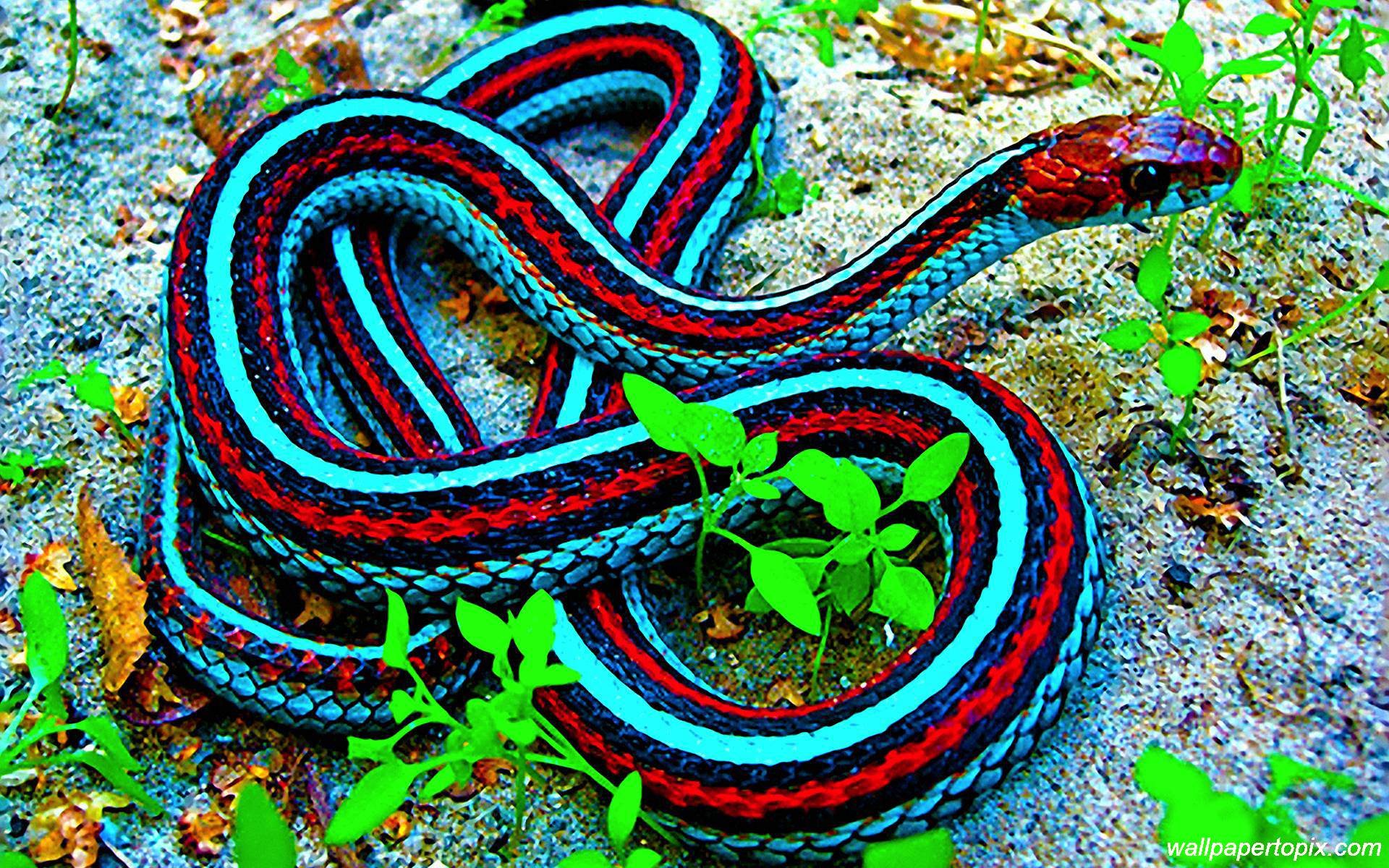 snake wallpaper,ribbon snake,common garter snake,serpent,reptile,snake