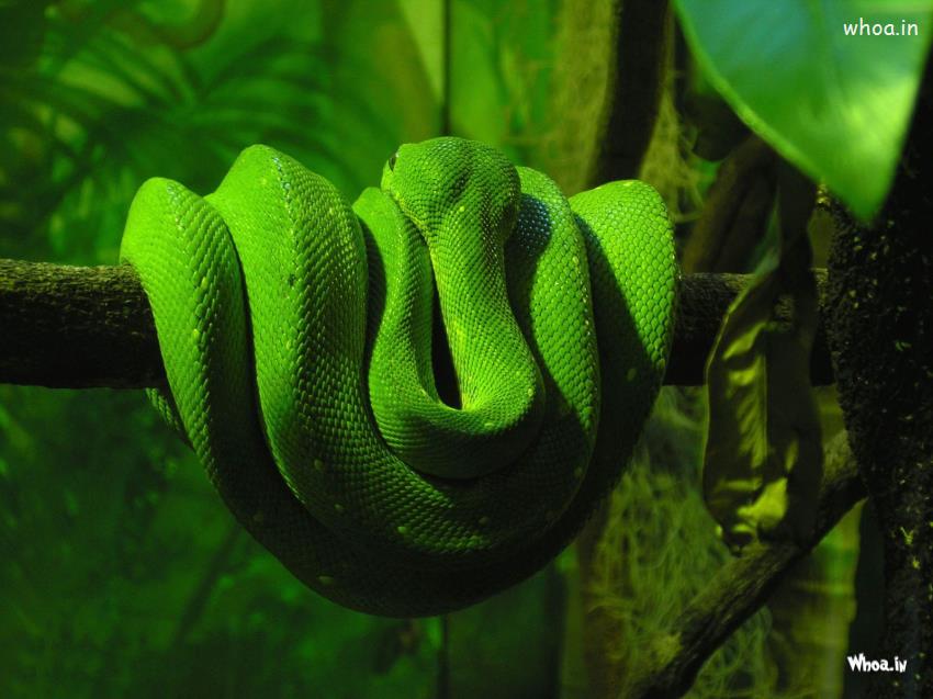 schlangentapete,grün,schlange,glatte grünschlange,reptil,schlange