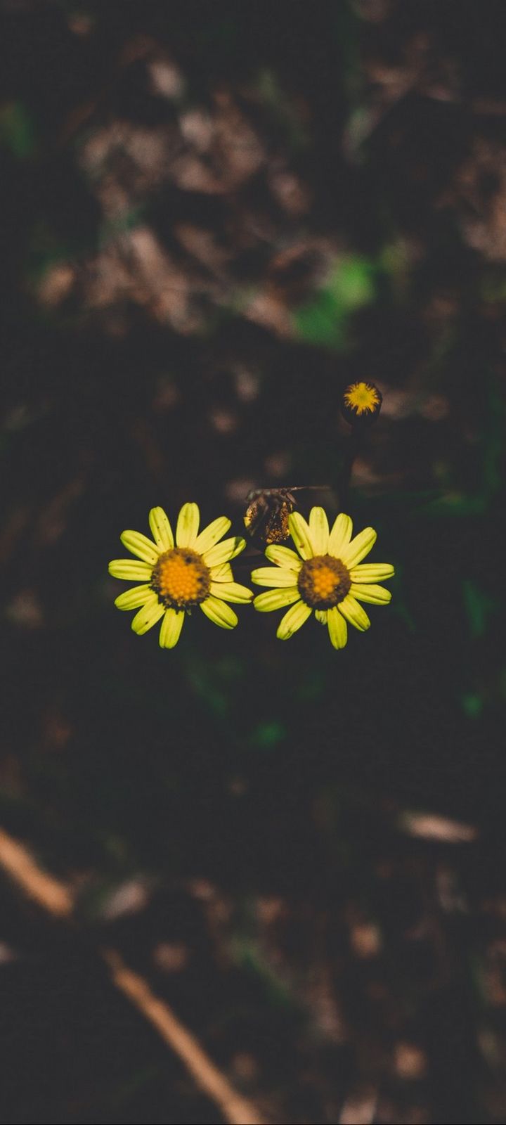 carta da parati coppia,fiore,giallo,petalo,pianta,fiore di campo