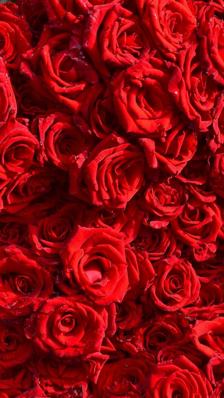 rose wallpaper hd,red,garden roses,rose,flower,floribunda