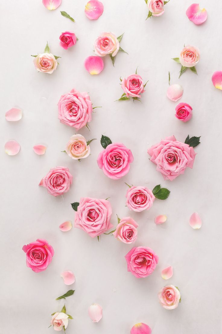 バラの壁紙のhd,ピンク,ローズ,花弁,花,バラ科