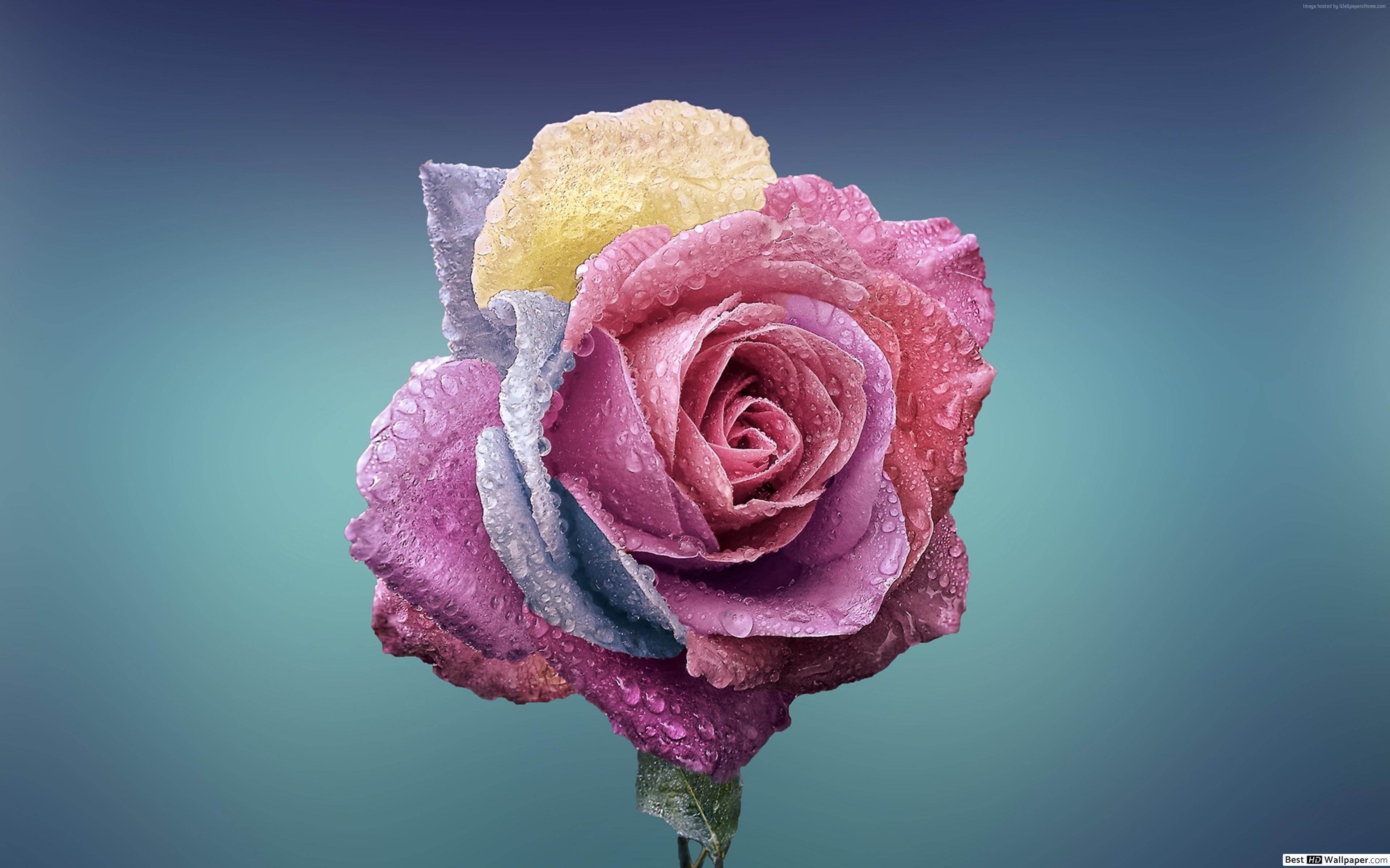 장미 벽지 hd,정원 장미,꽃,분홍,장미,꽃잎
