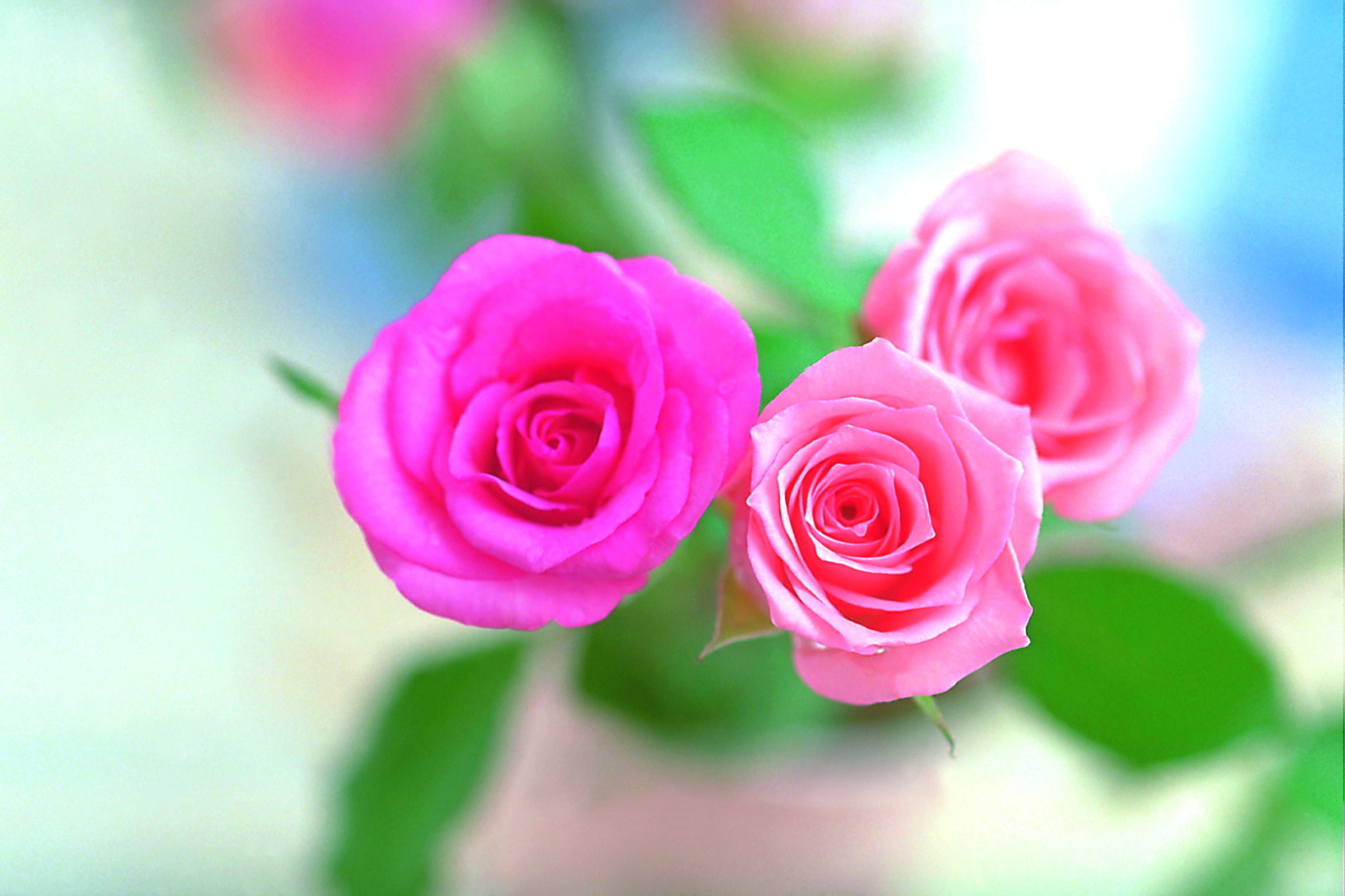バラの壁紙のhd,花,開花植物,庭のバラ,ピンク,ローズ