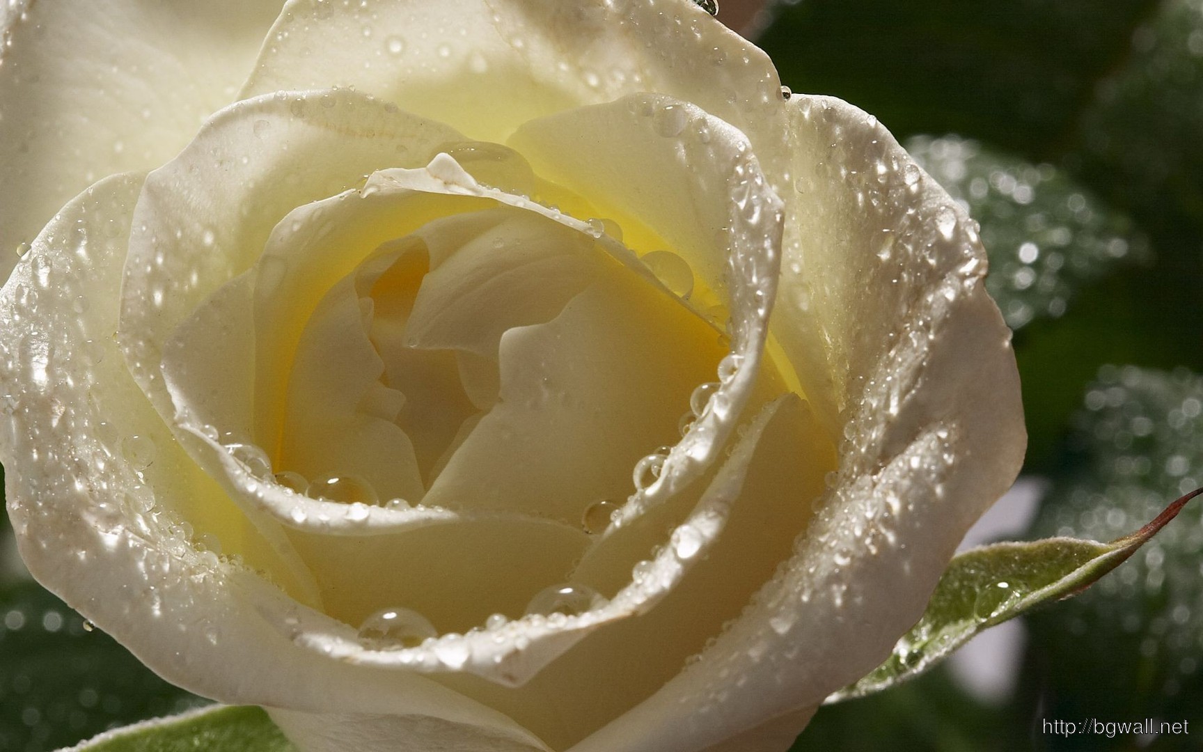 rose wallpaper hd,flower,julia child rose,petal,garden roses,white