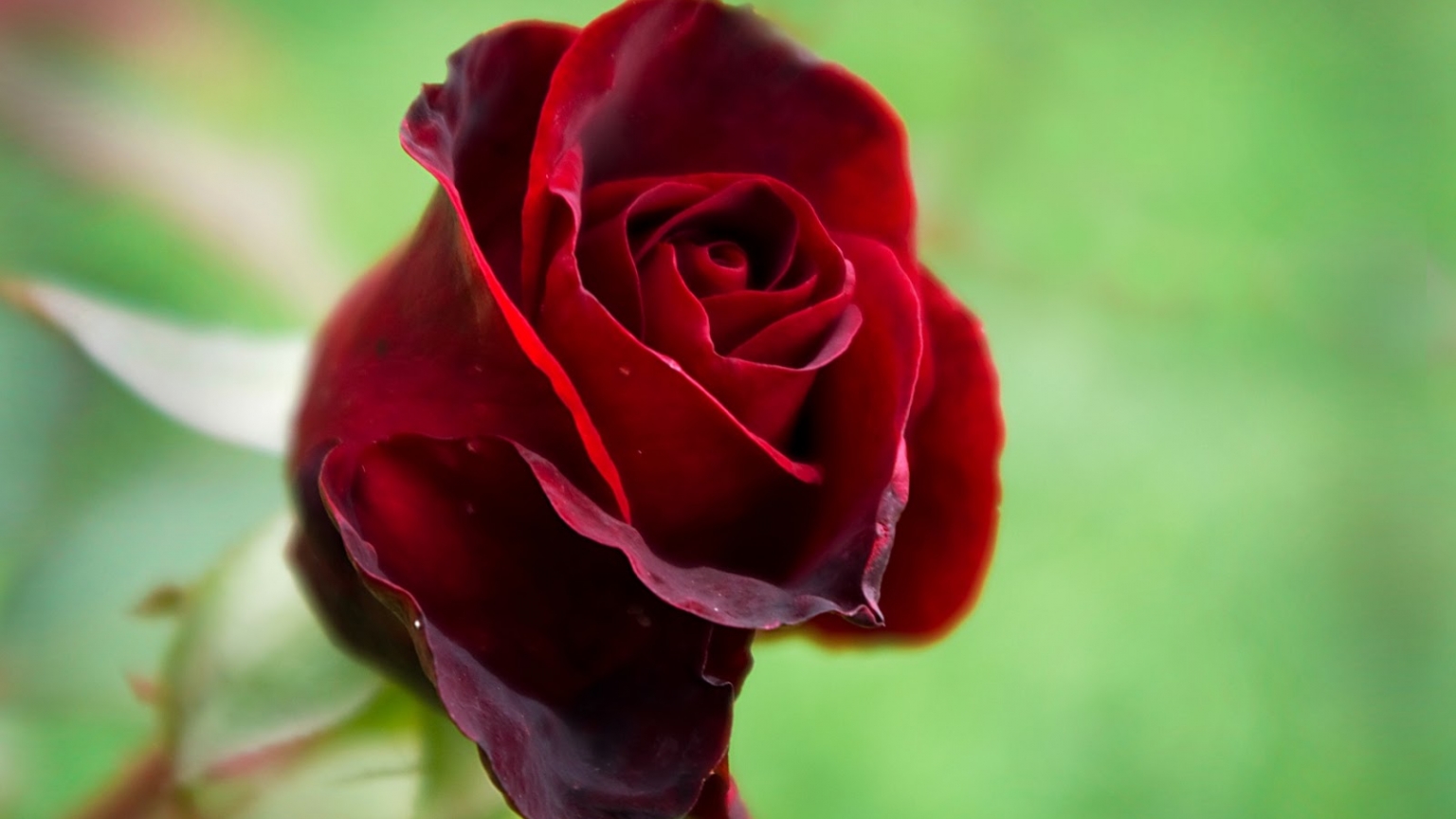 fond d'écran rose hd,fleur,plante à fleurs,roses de jardin,rouge,pétale