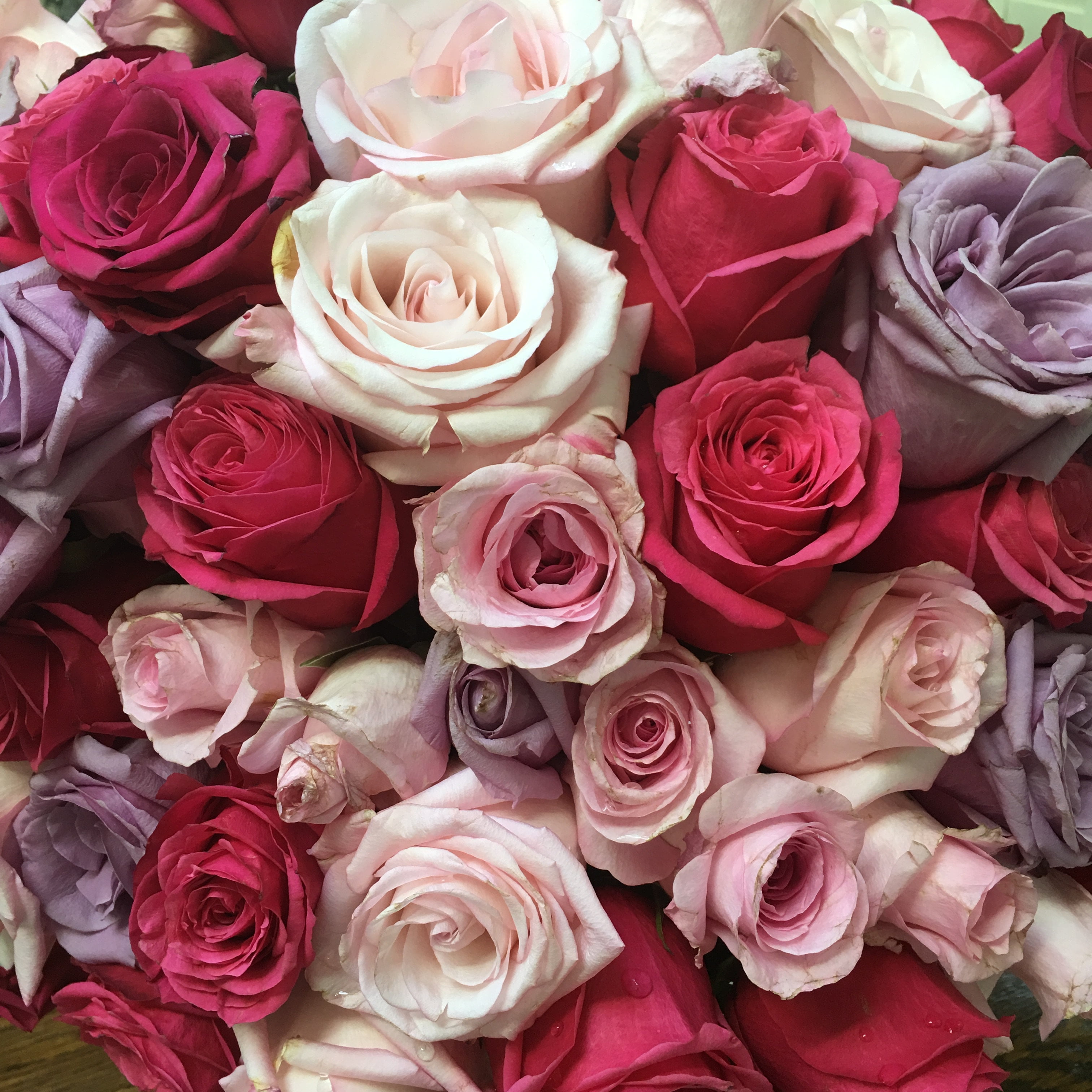 rosentapete hd,blume,rose,gartenrosen,rosa,schnittblumen