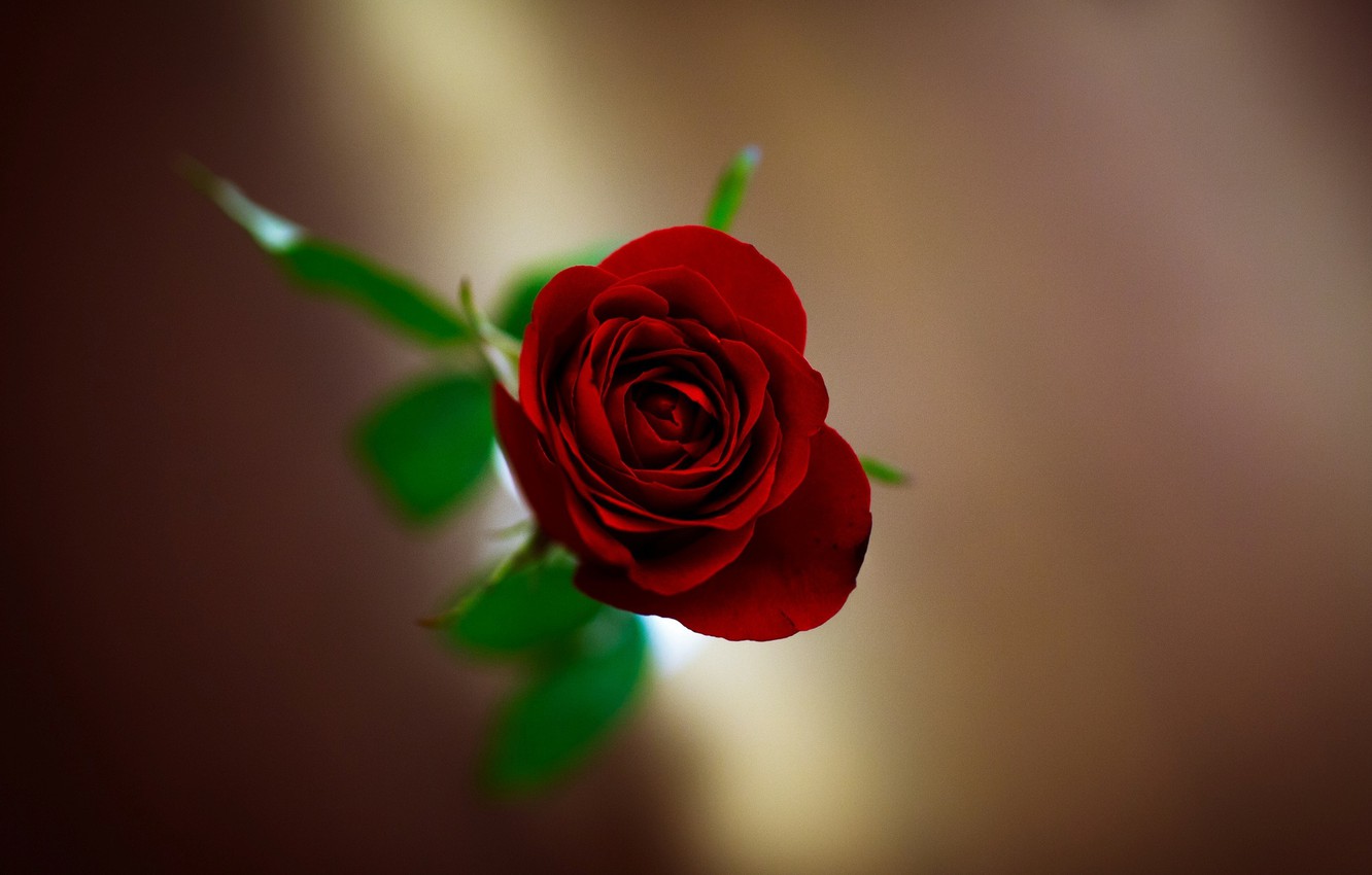 rose wallpaper hd,rosso,rose da giardino,fiore,rosa,petalo
