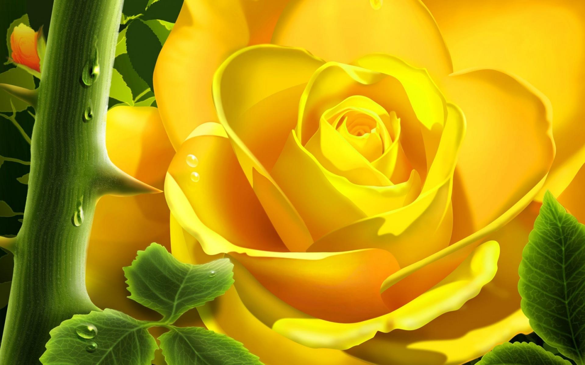 rose wallpaper hd,flower,yellow,petal,rose,garden roses