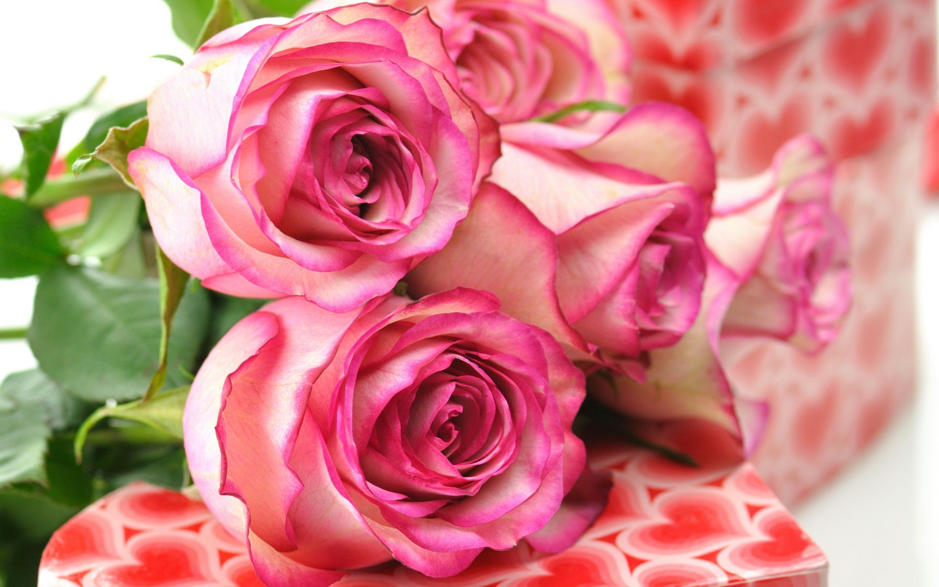 rosentapete hd,blume,rose,gartenrosen,blühende pflanze,rosa