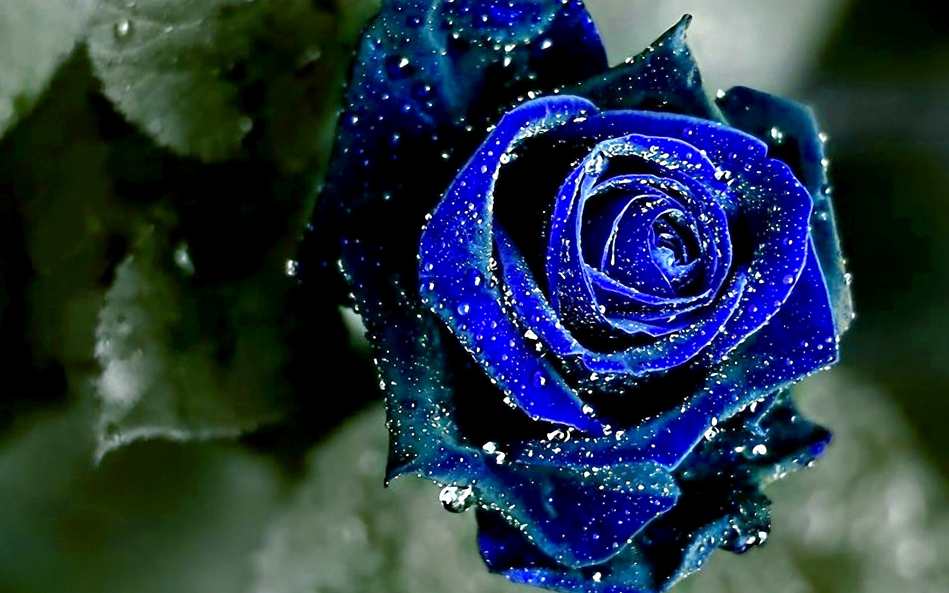 rose wallpaper hd,rose,blue rose,blue,garden roses,water