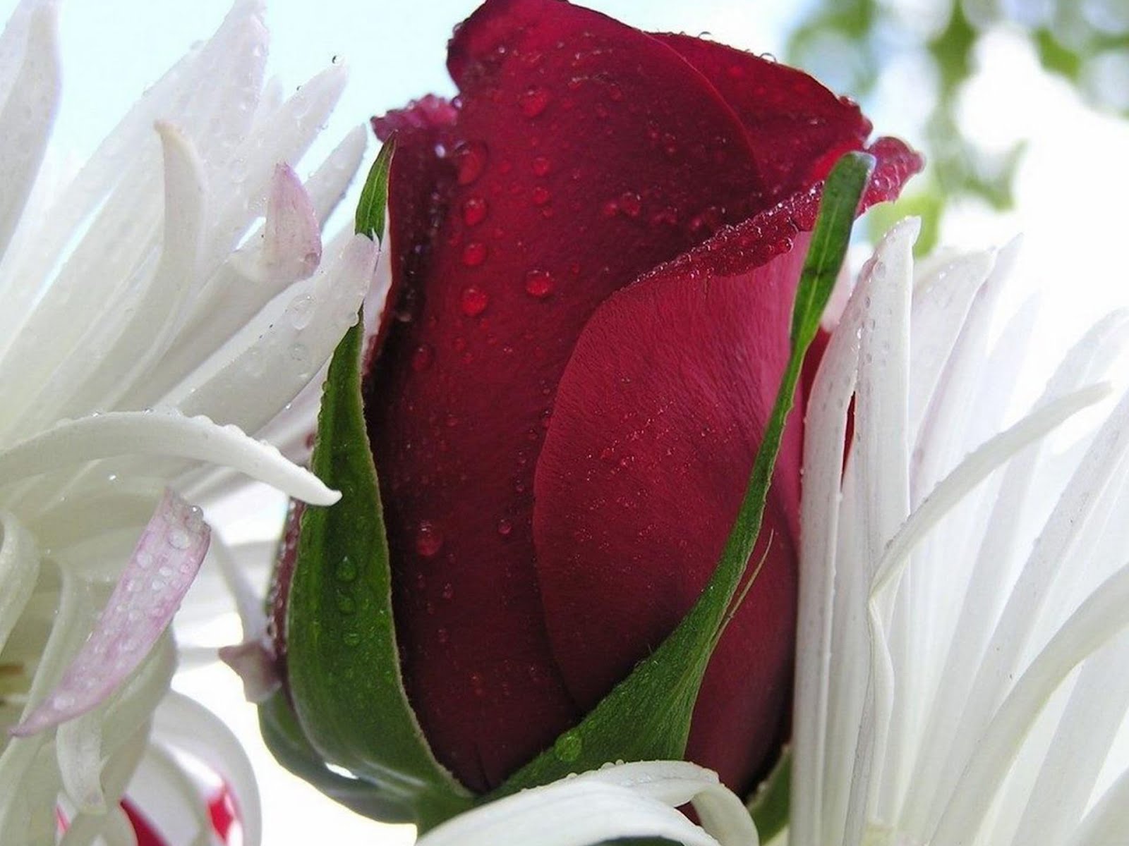 rosentapete hd,blume,blütenblatt,rot,rosa,pflanze