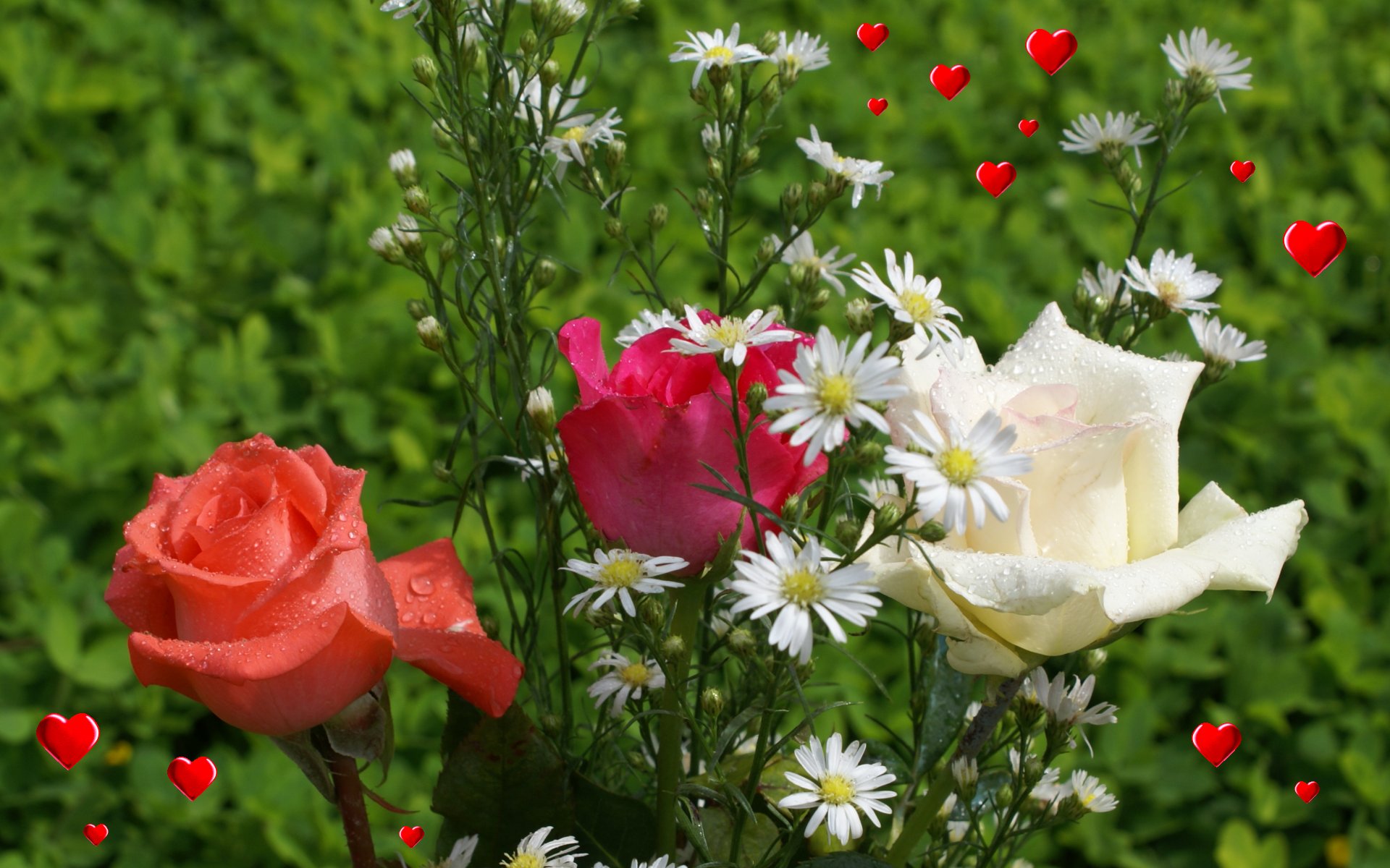 Love Roses Wallpaper - Hd Love Roses Plant- WallpaperUse
