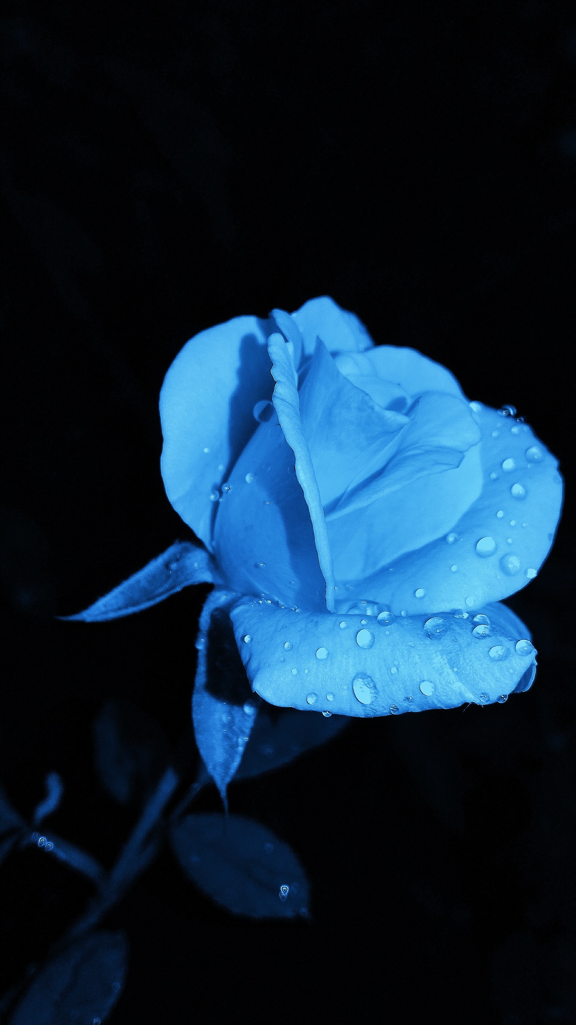 rosentapete hd,blau,blaue rose,blütenblatt,rose,wasser