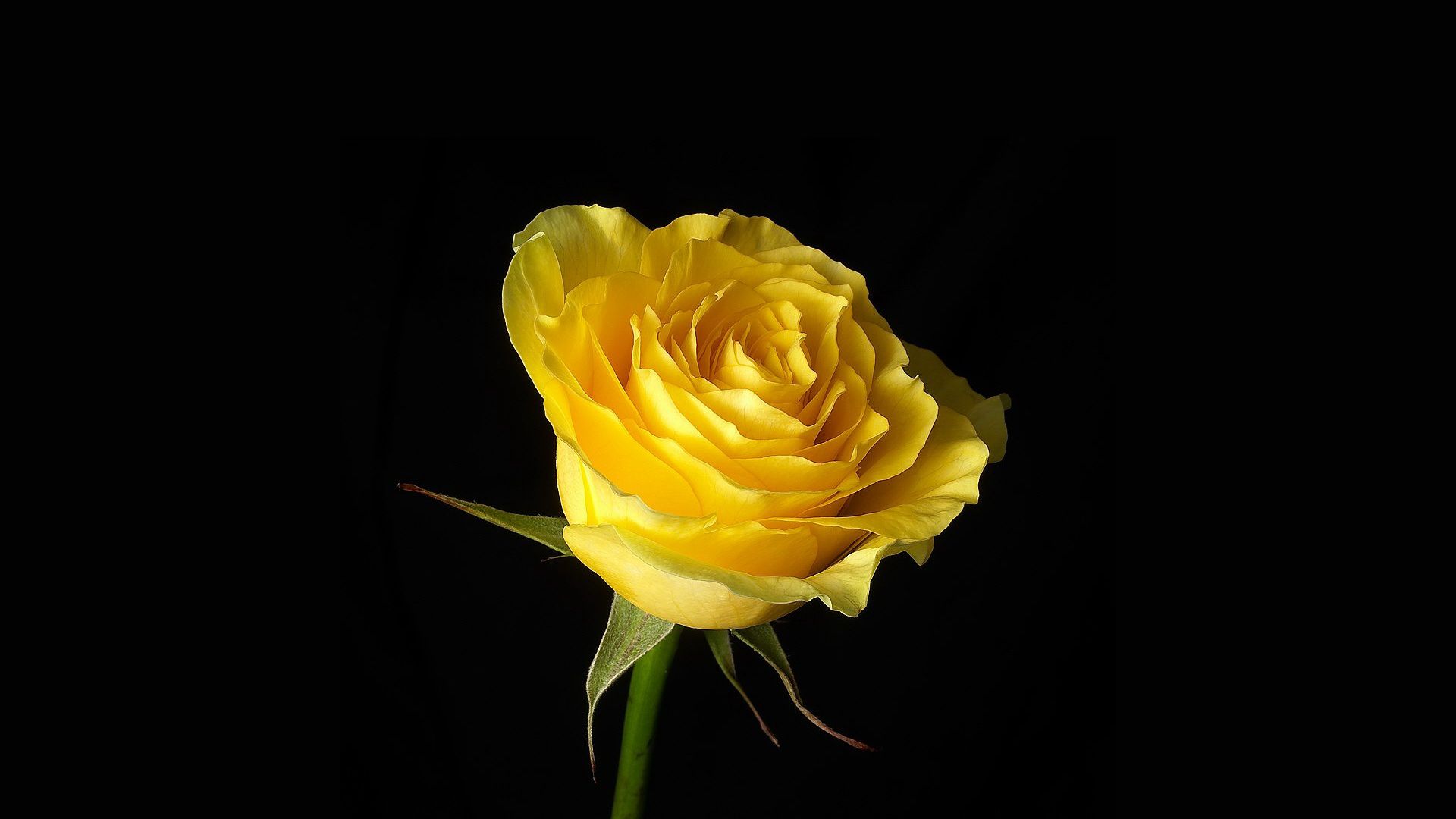 rose wallpaper hd,flower,julia child rose,yellow,petal,rose