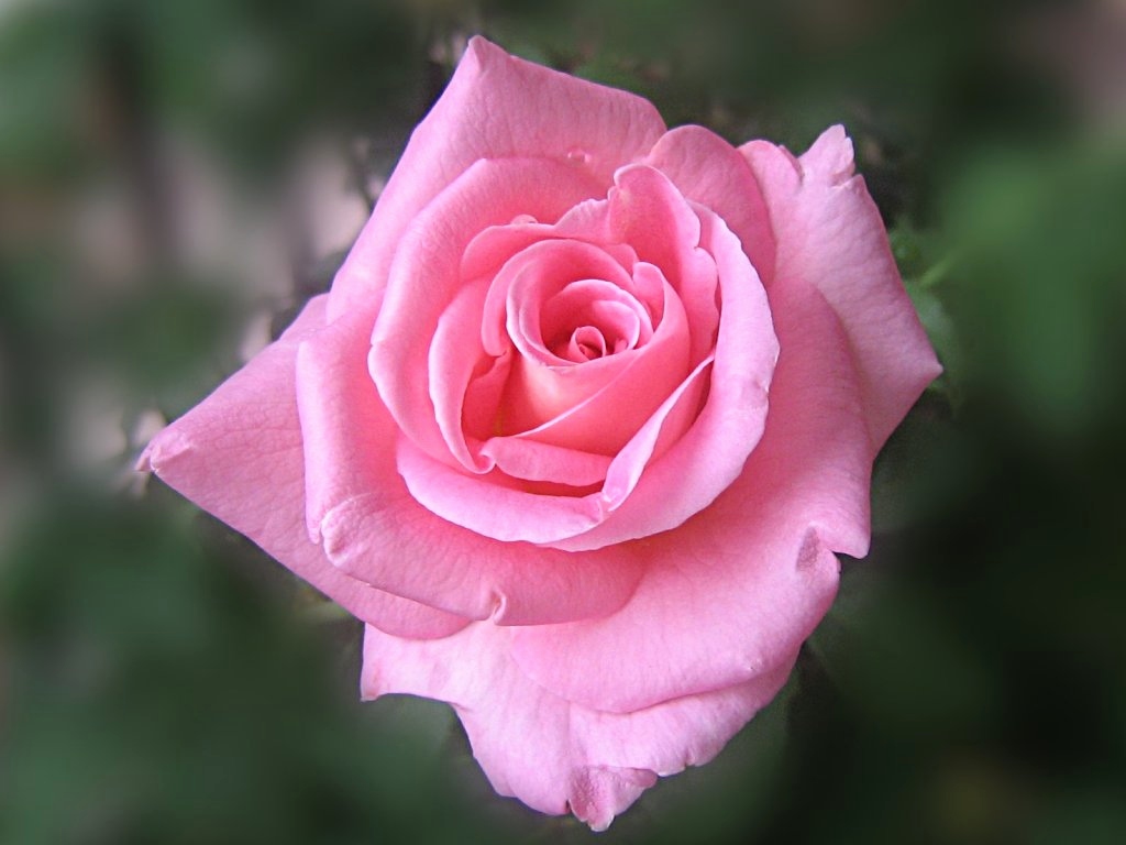 rose wallpaper hd,flor,rosas de jardín,planta floreciendo,rosado,pétalo