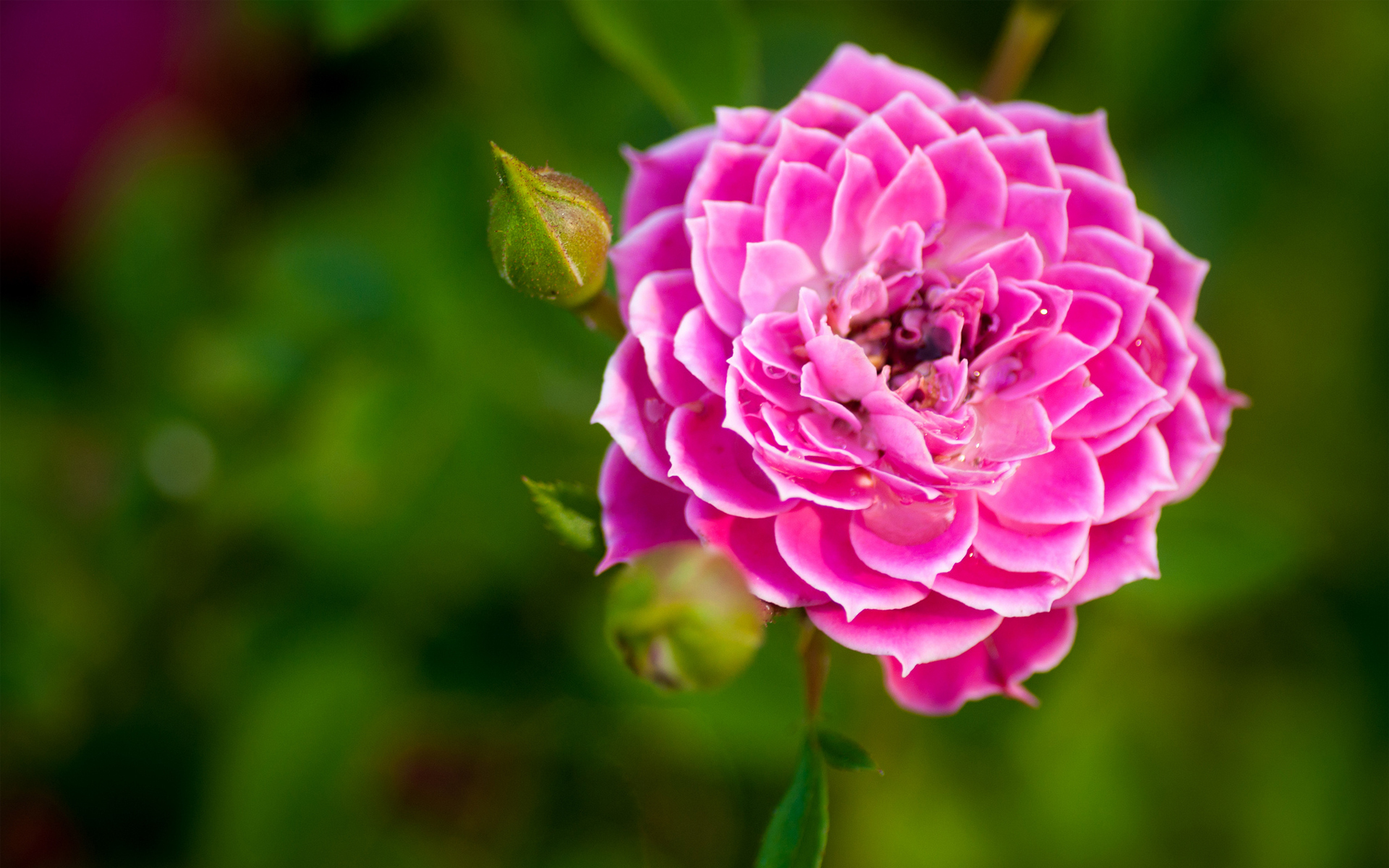 rose wallpaper hd,flower,flowering plant,pink,petal,plant
