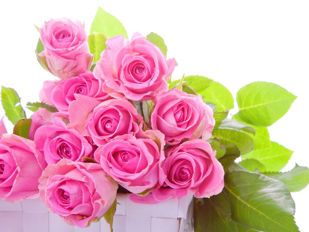 rose wallpaper hd,flower,flowering plant,garden roses,rose,pink