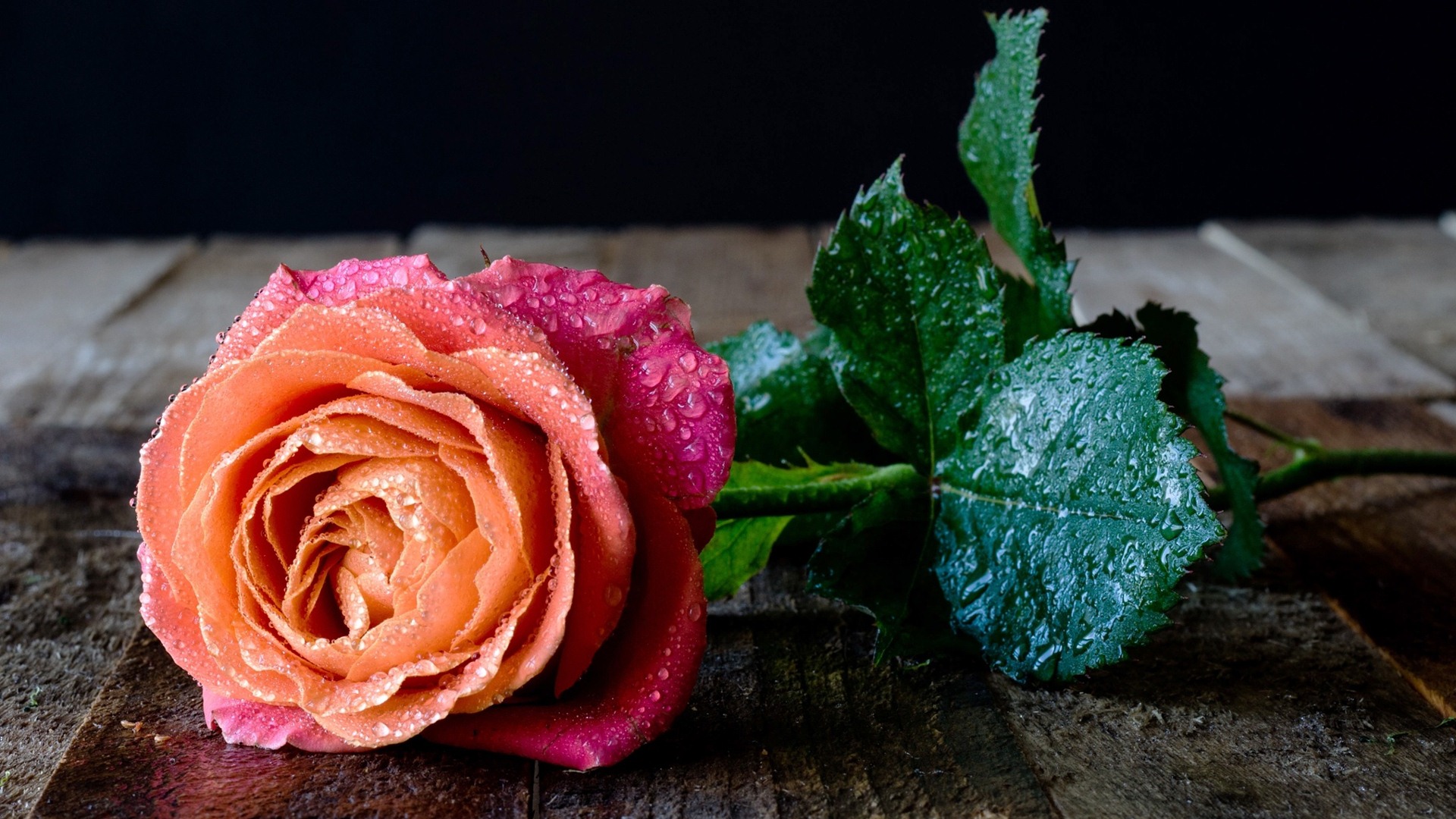 rosentapete hd,gartenrosen,blume,rose,rosa,blütenblatt