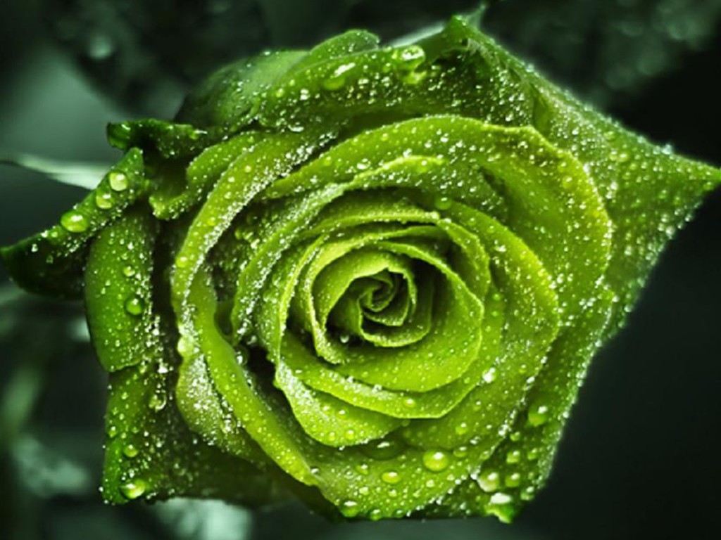 rose wallpaper hd,garden roses,flower,green,rose,nature