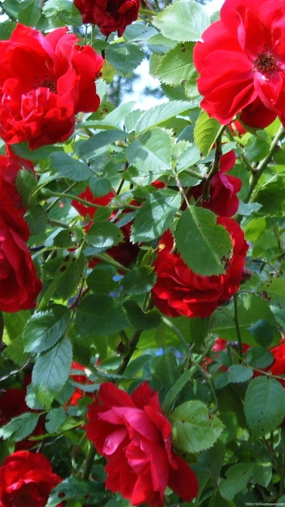 rose wallpaper hd,flor,planta floreciendo,planta,rojo,pétalo