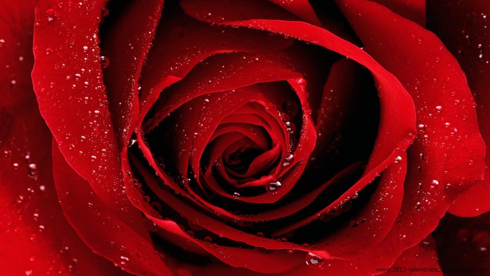 rose wallpaper hd,rose,garden roses,red,petal,flower