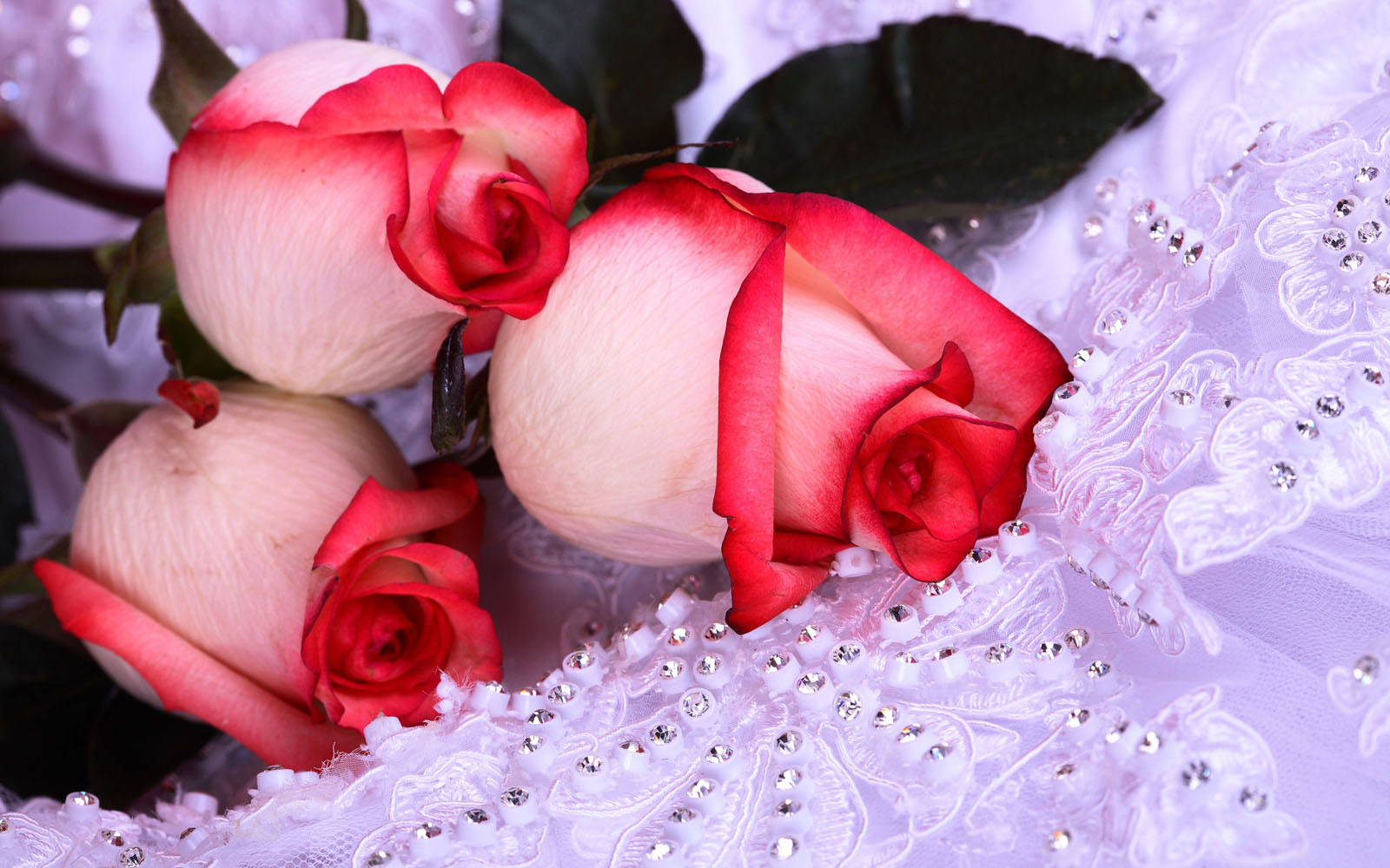 バラの壁紙のhd,ピンク,庭のバラ,赤,花,ローズ