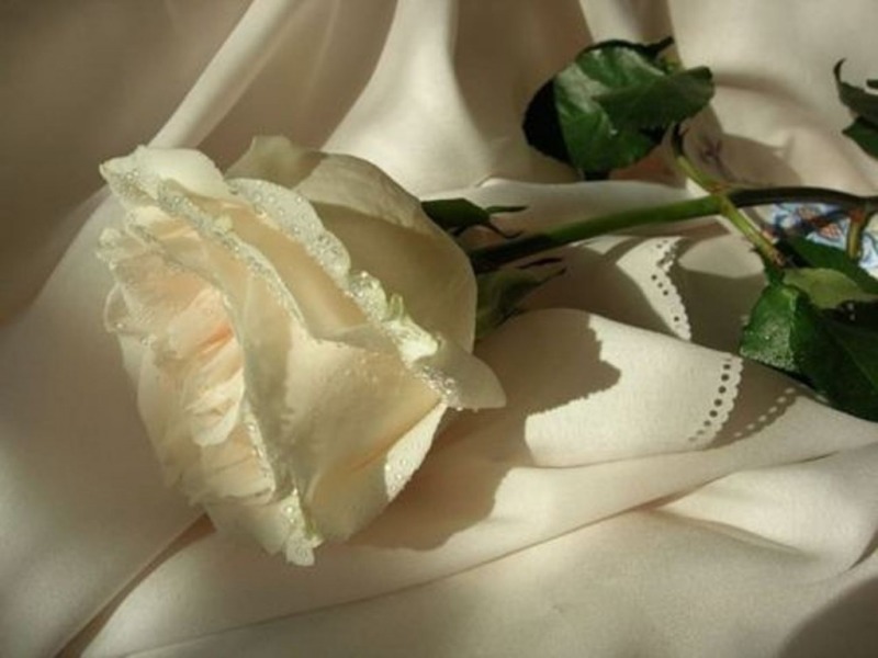 rose wallpaper hd,white,petal,flower,rose,plant