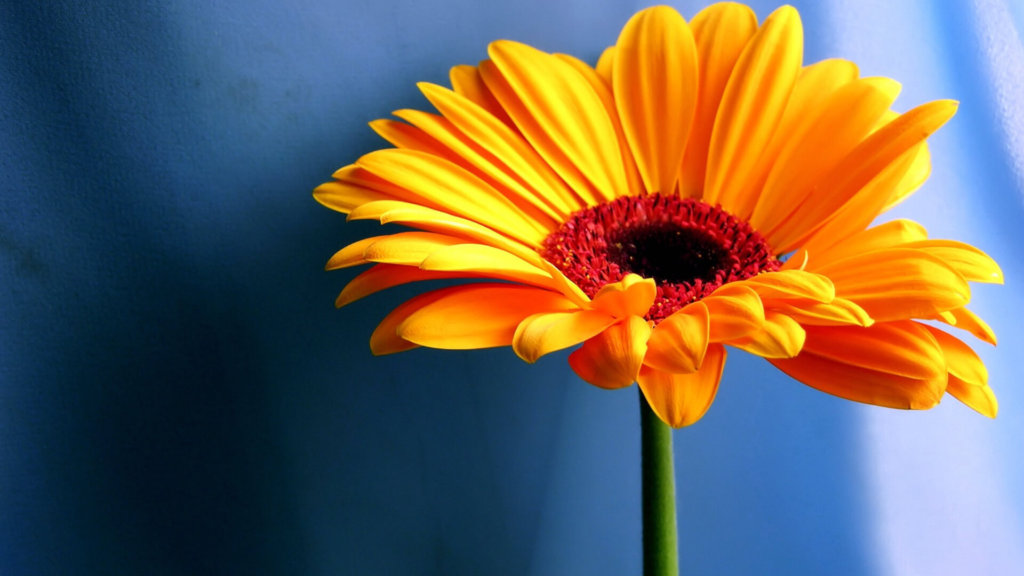 fond d'écran rose hd,fleur,marguerite de barberton,pétale,gerbera,orange