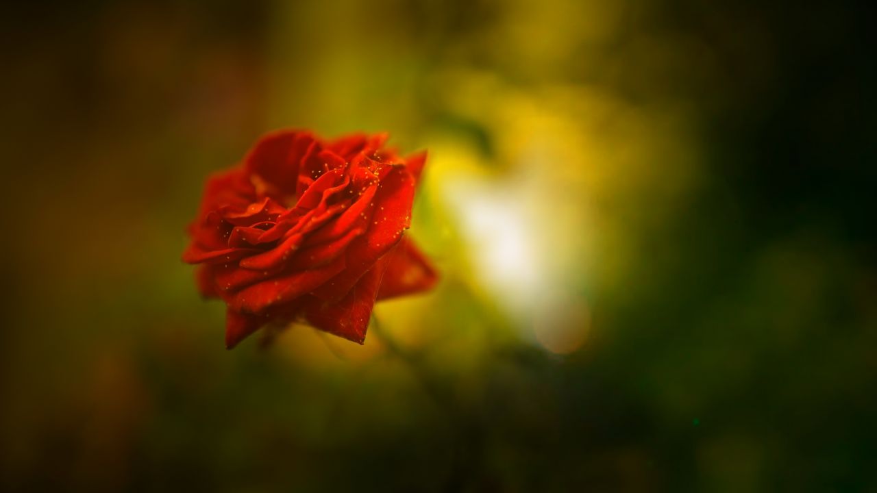 fond d'écran rose hd,fleur,rouge,roses de jardin,pétale,la nature