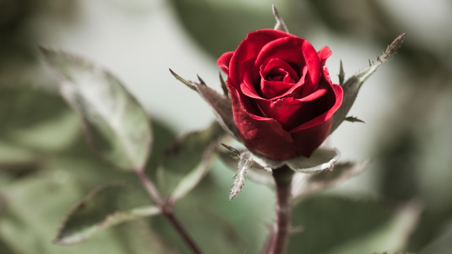 fond d'écran rose hd,roses de jardin,fleur,rouge,pétale,la nature