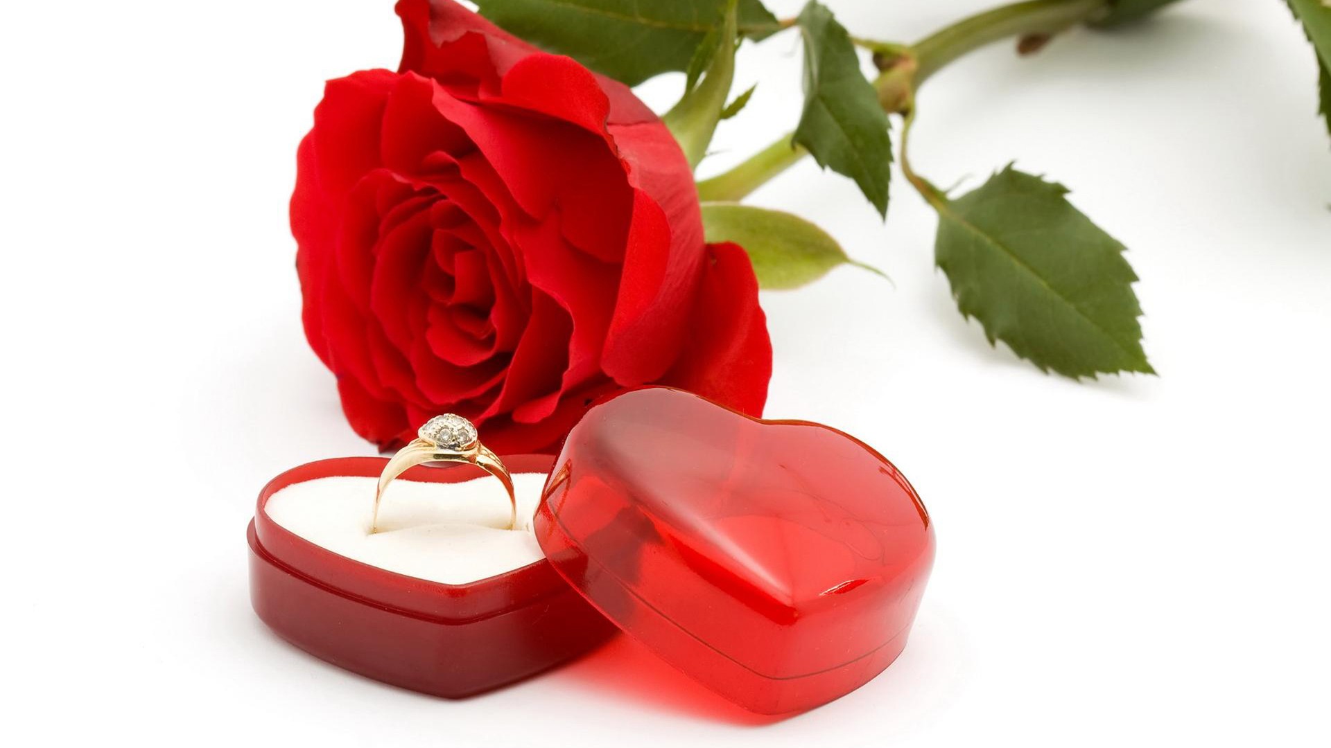 rose wallpaper hd,red,petal,engagement ring,rose,flower