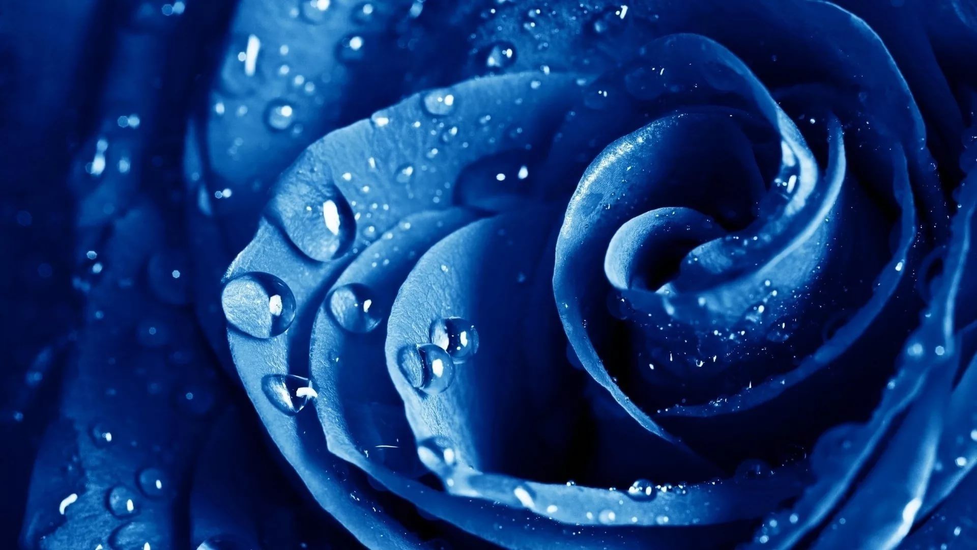 rosentapete hd,blau,wasser,rose,blaue rose,feuchtigkeit