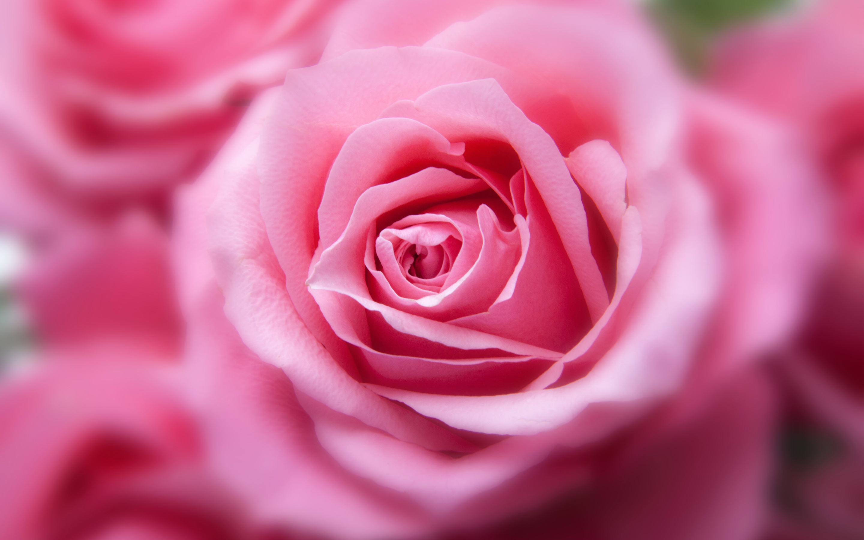 rose wallpaper hd,flor,rosas de jardín,planta floreciendo,rosa,rosado