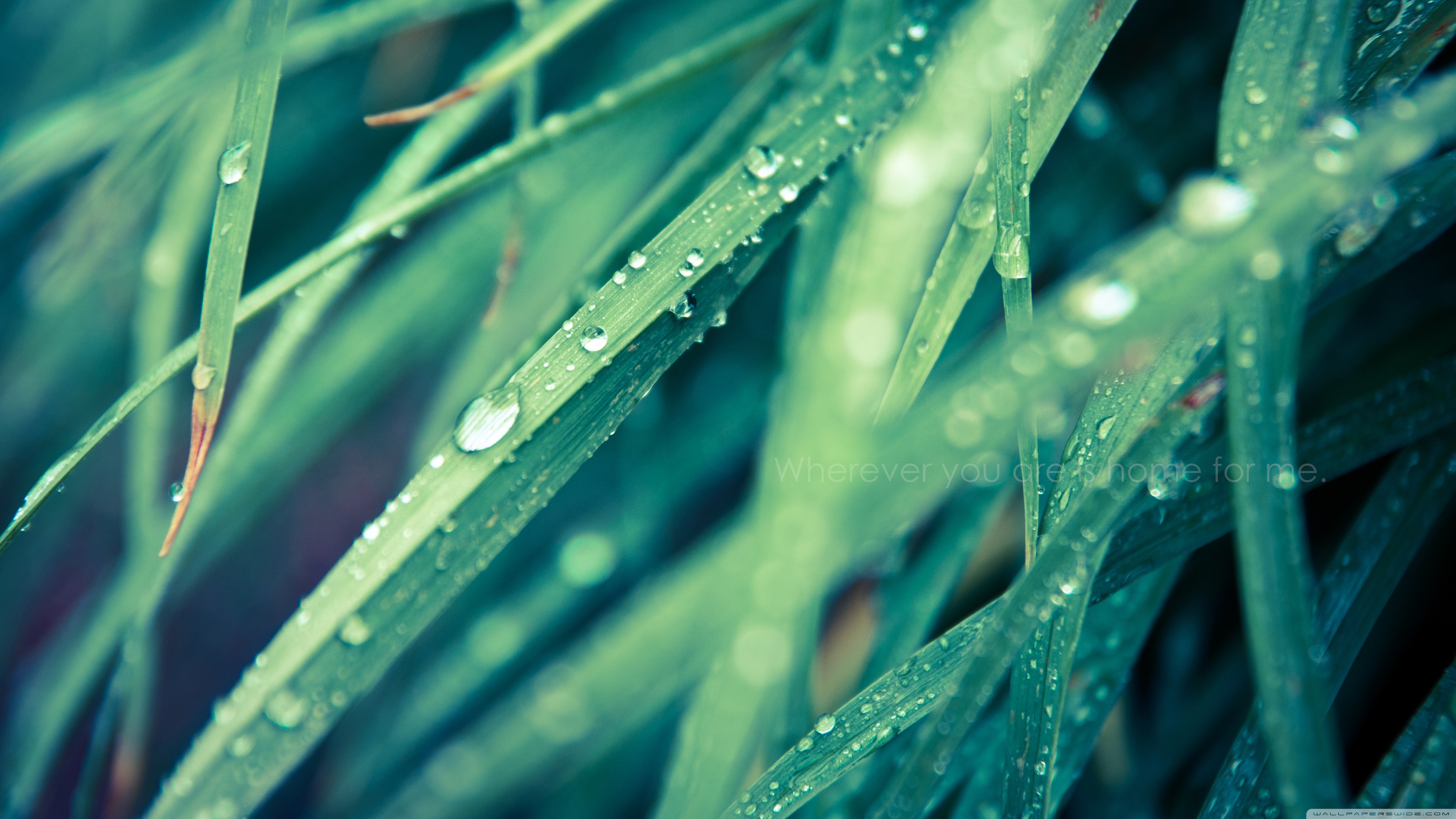 wallpapers for me,moisture,dew,water,green,grass