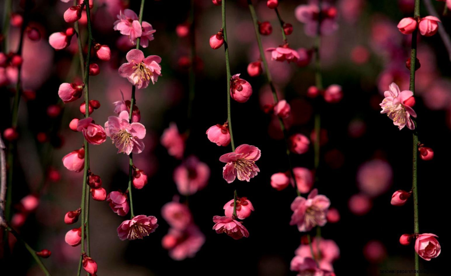 sfondo dello schermo hd,rosa,fiore,fiorire,primavera,pianta
