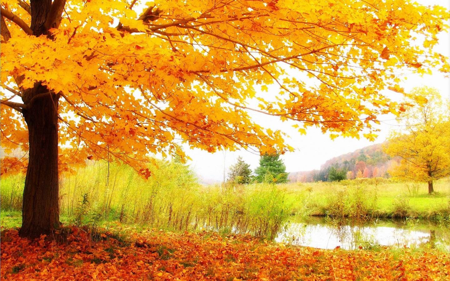 fond d'écran hd,paysage naturel,arbre,la nature,feuille,l'automne
