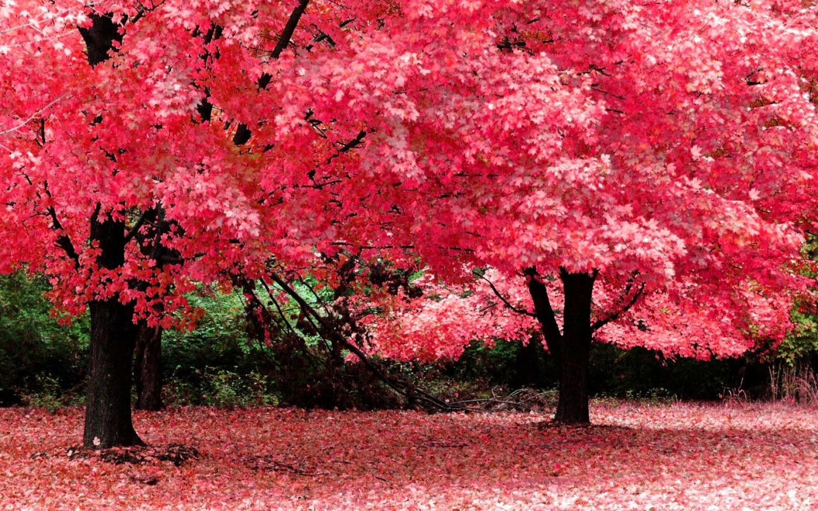 sfondo dello schermo hd,albero,natura,pianta,rosso,paesaggio naturale