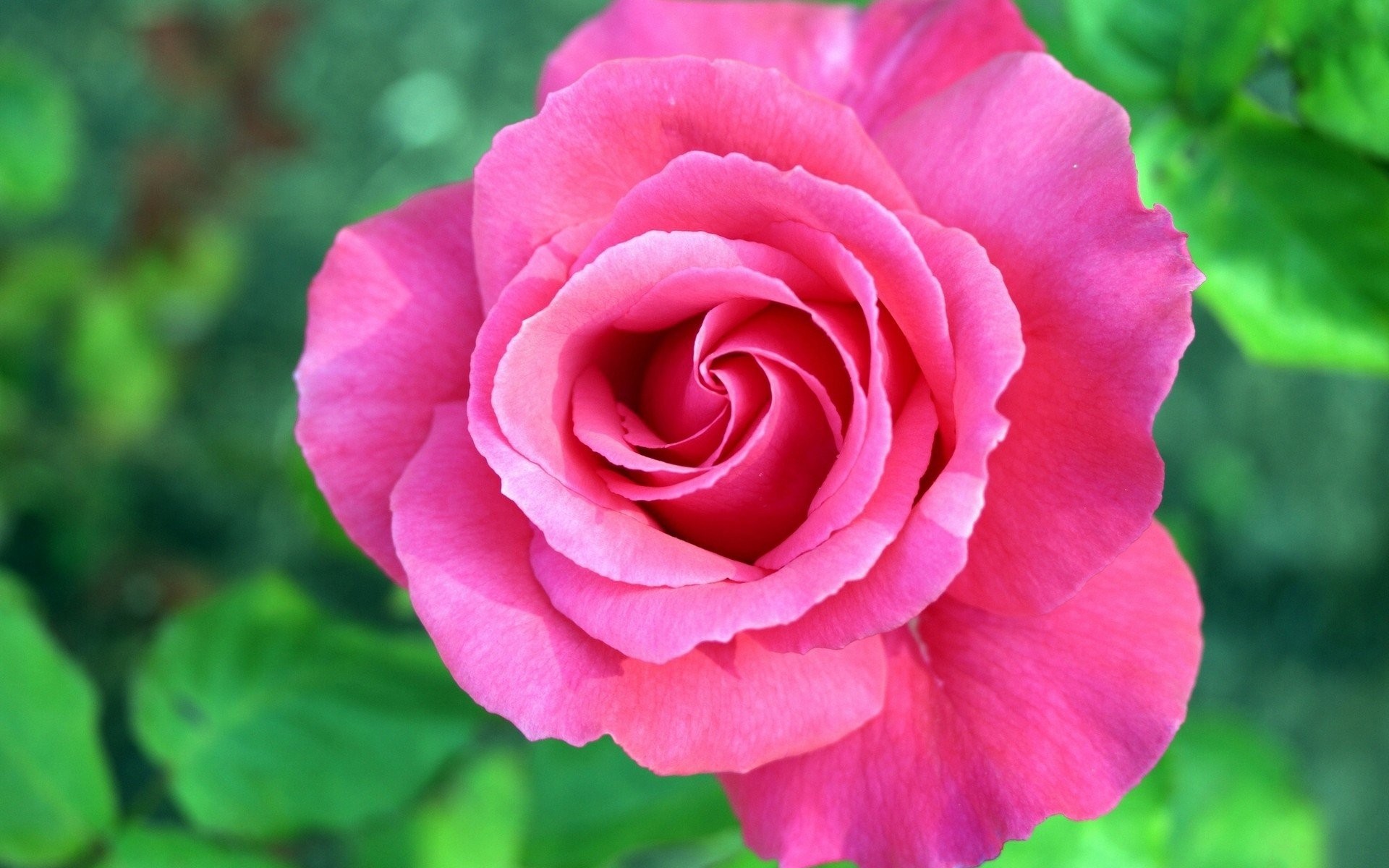 sfondi carini hd,fiore,pianta fiorita,julia child rose,petalo,rose da giardino