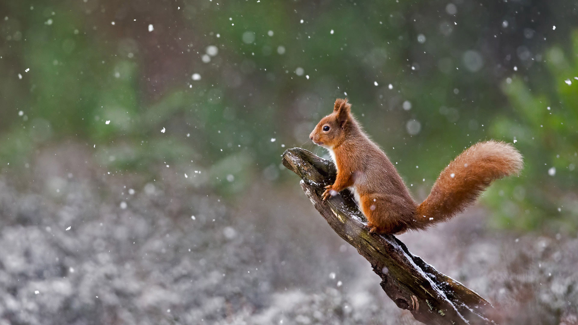 carta da parati bing,scoiattolo,scoiattolo rosso eurasiatico,scoiattolo volpe,natura,animale terrestre