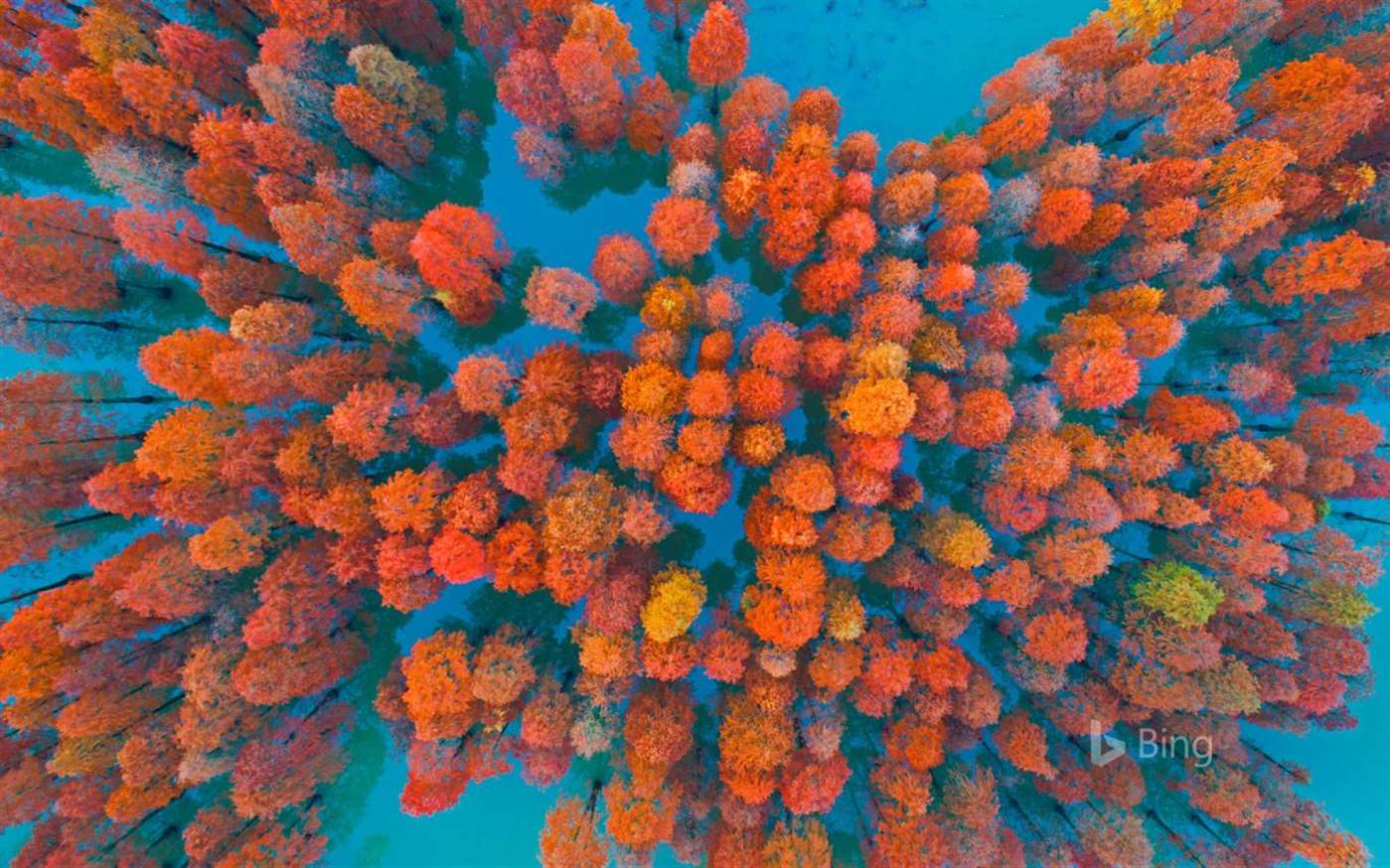 bing wallpaper,orange,blue,coral,coral reef,organism