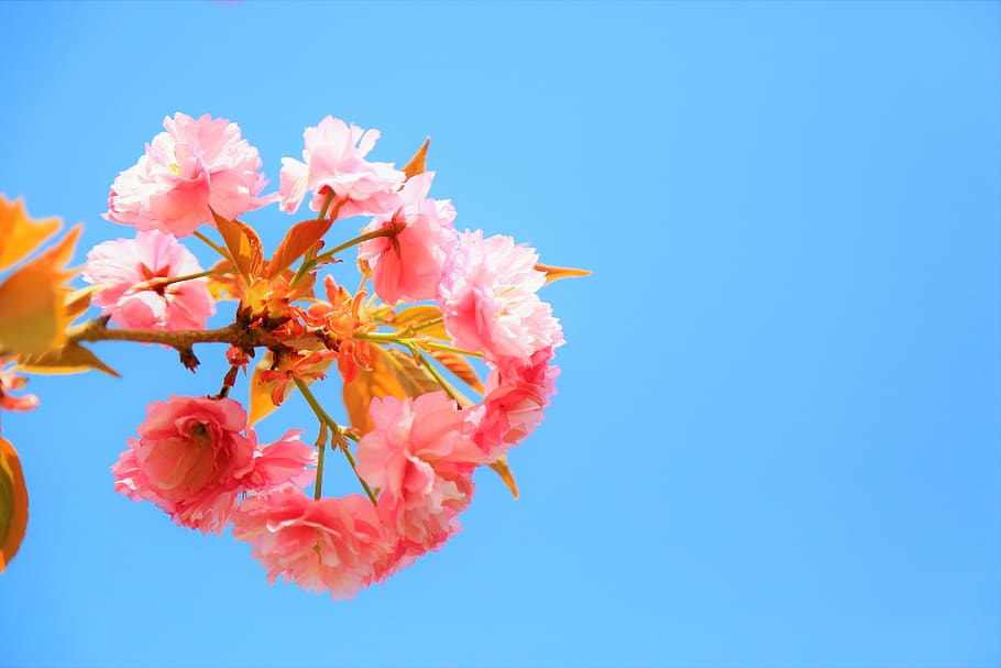 background wallpaper hd,flower,sky,pink,plant,spring