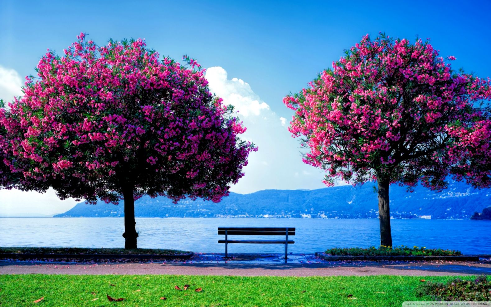 sfondo per il desktop hd,albero,natura,cielo,rosa,viola