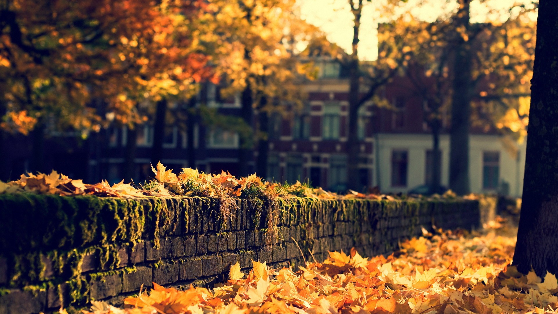 hintergrund wallpaper hd,blatt,natur,natürliche landschaft,herbst,baum