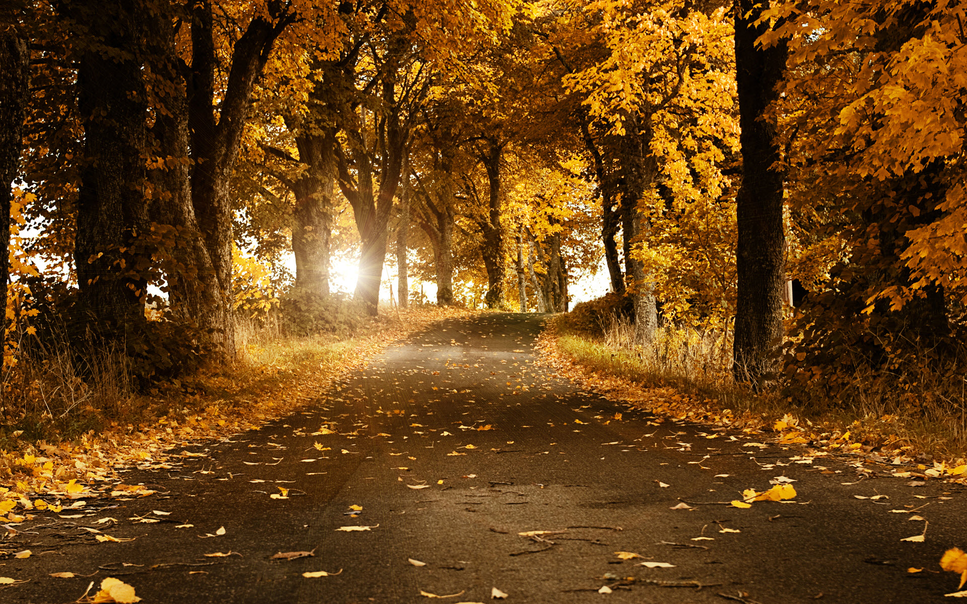 nuovo sfondo hd,albero,natura,paesaggio naturale,foglia,autunno