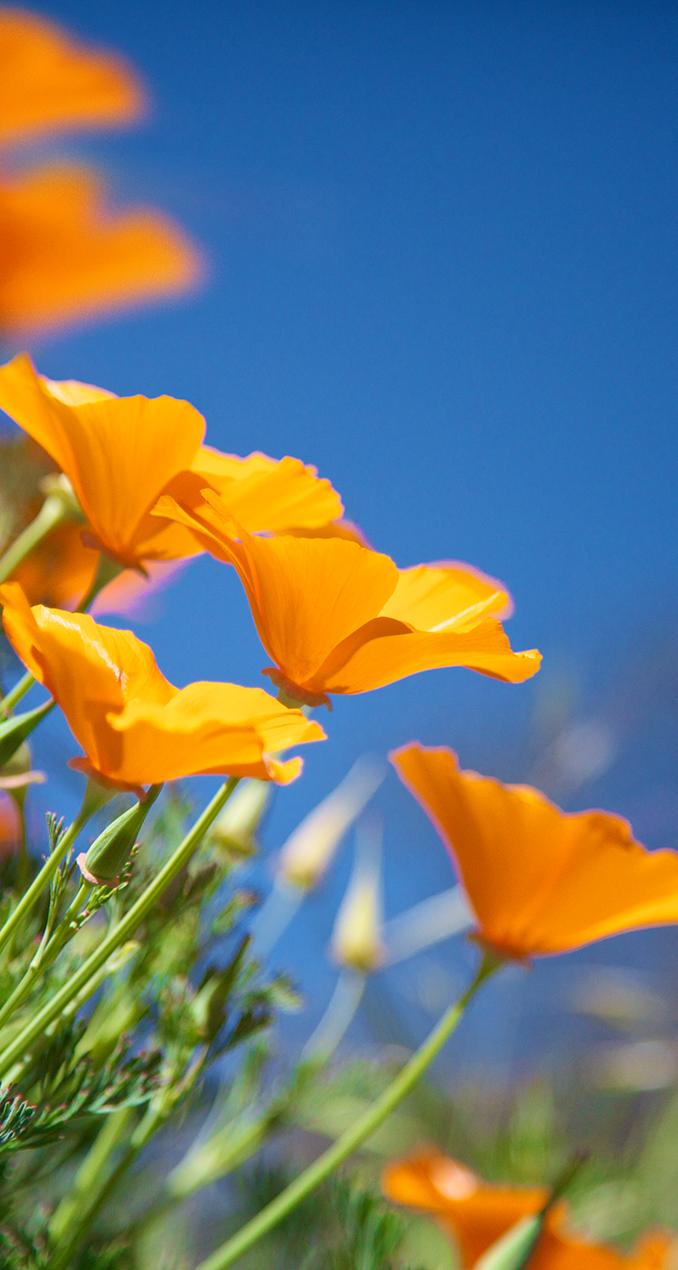 nouveau fond d'écran hd,fleur,eschscholzia californica,pétale,jaune,ciel