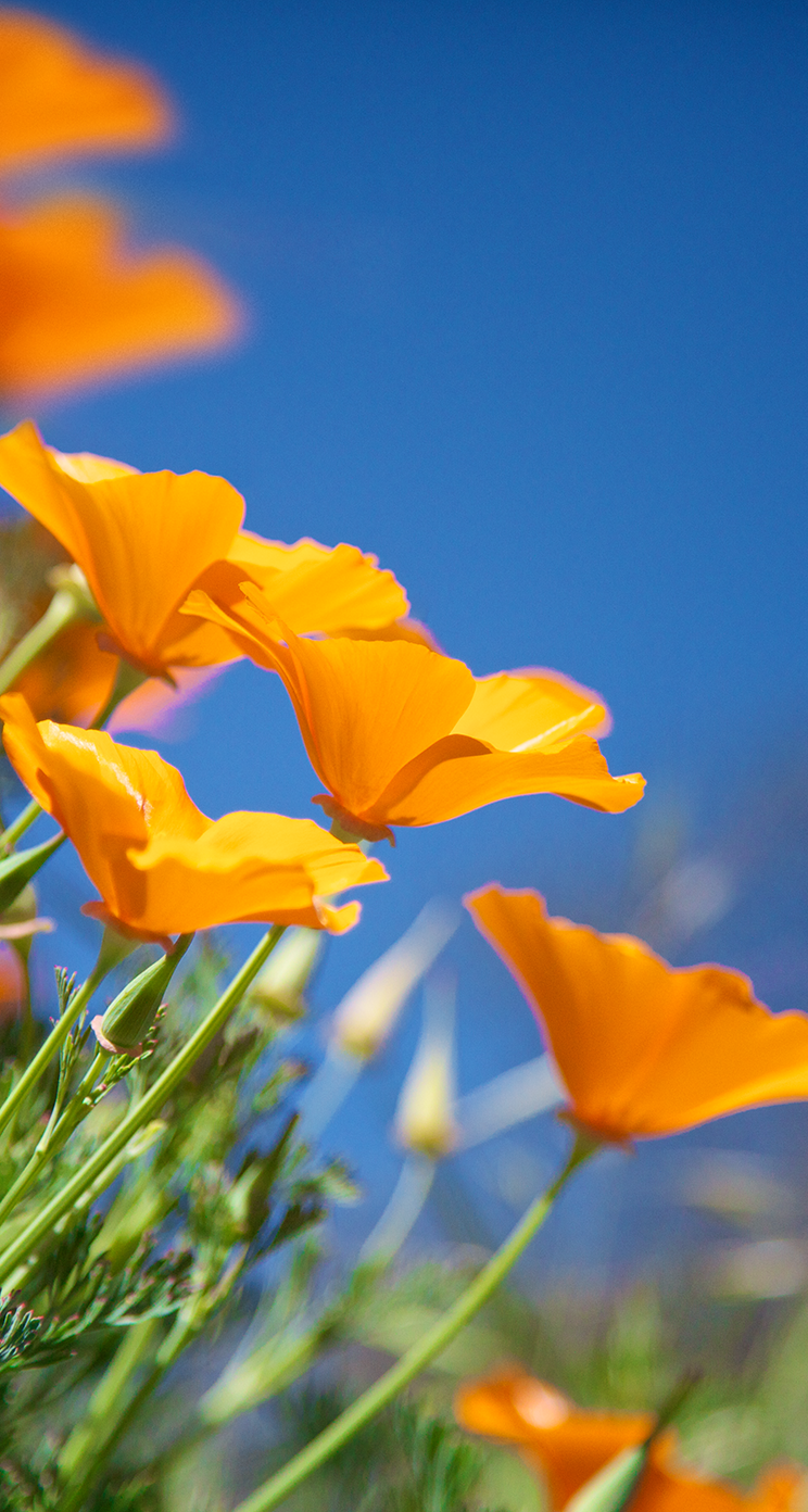 nuovo sfondo hd,fiore,eschscholzia californica,petalo,giallo,cielo