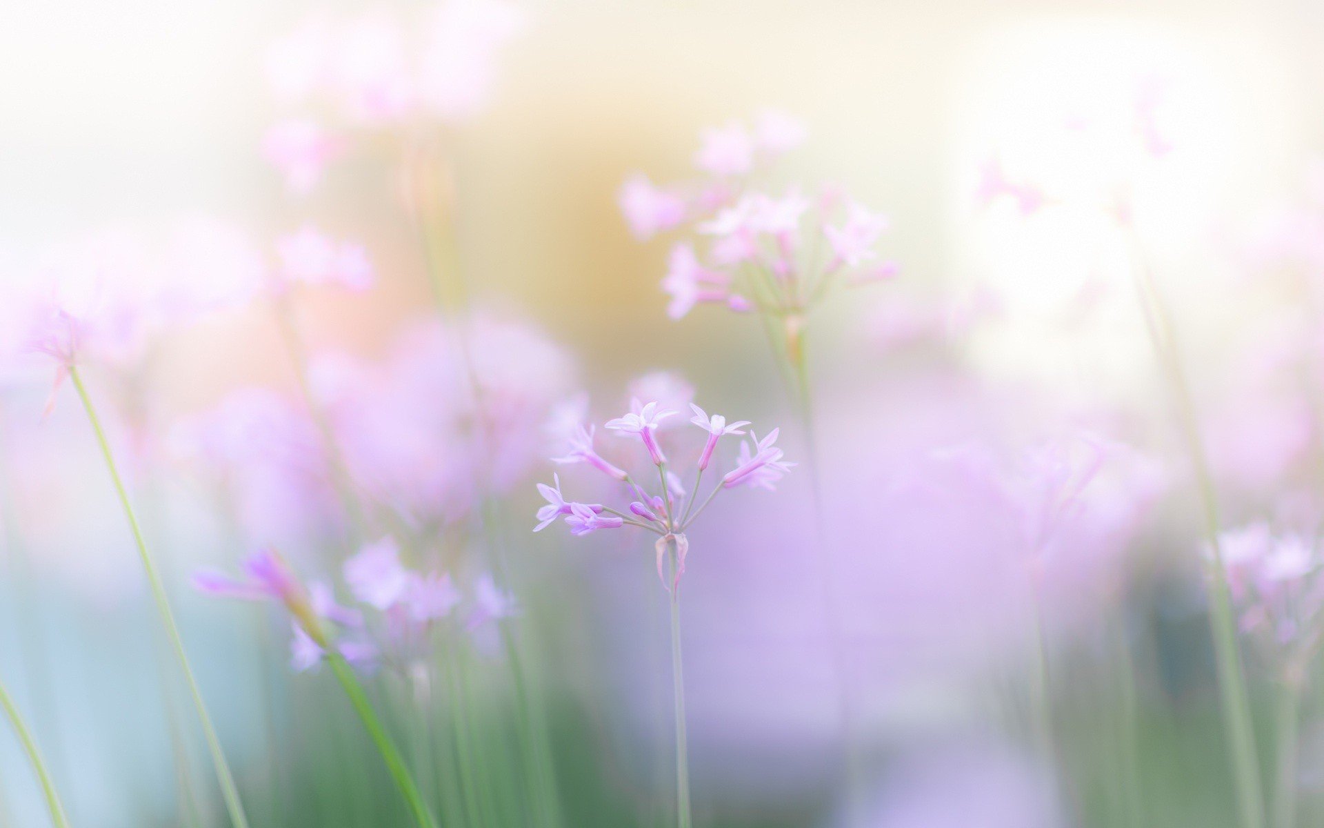 light wallpaper,nature,flower,pink,lavender,purple