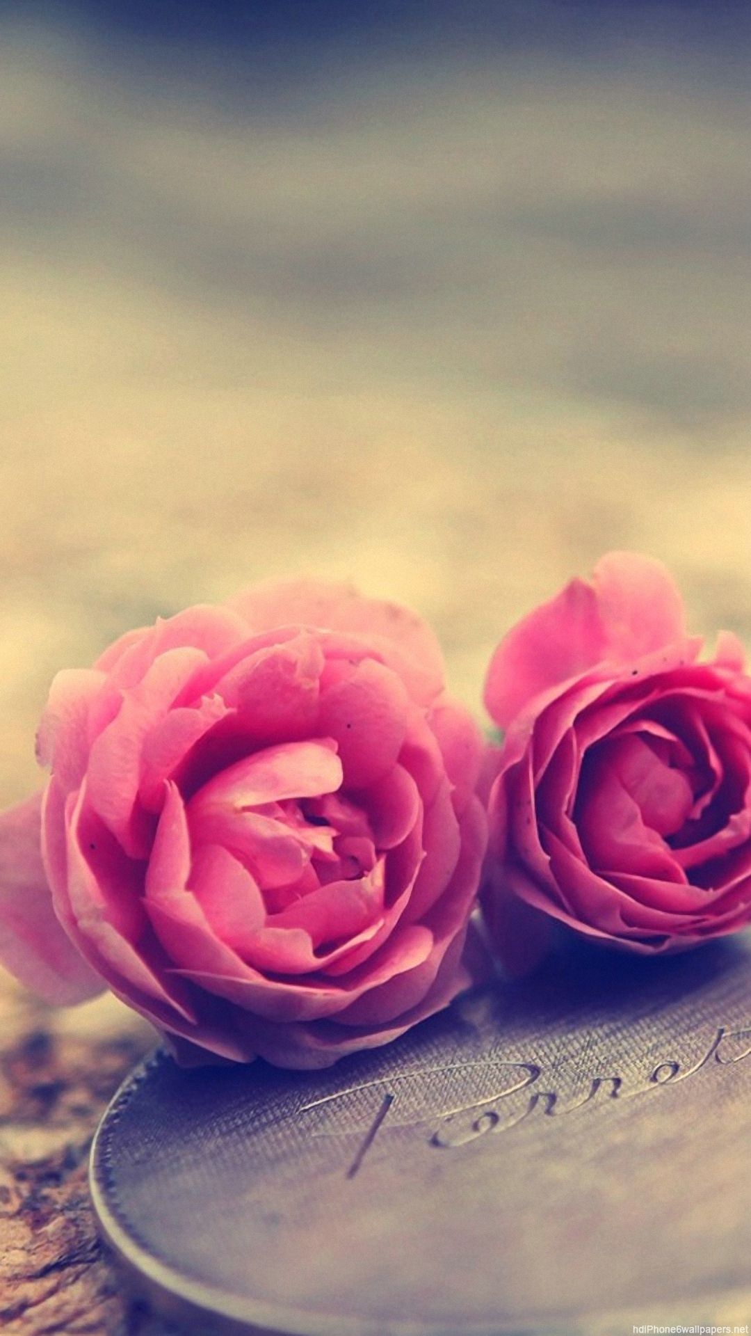 new wallpaper hd,pink,garden roses,petal,rose,flower